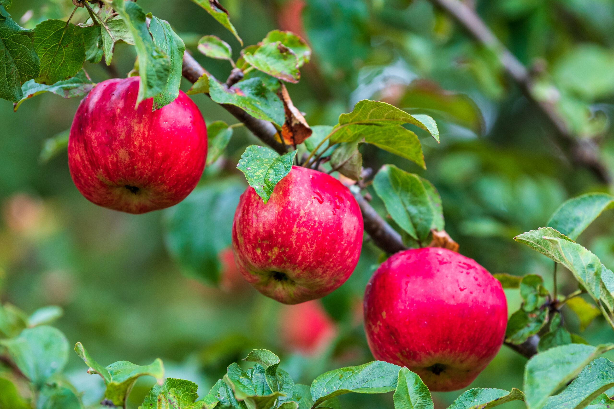 Wild apple trees are found all over Maine./Getty Images