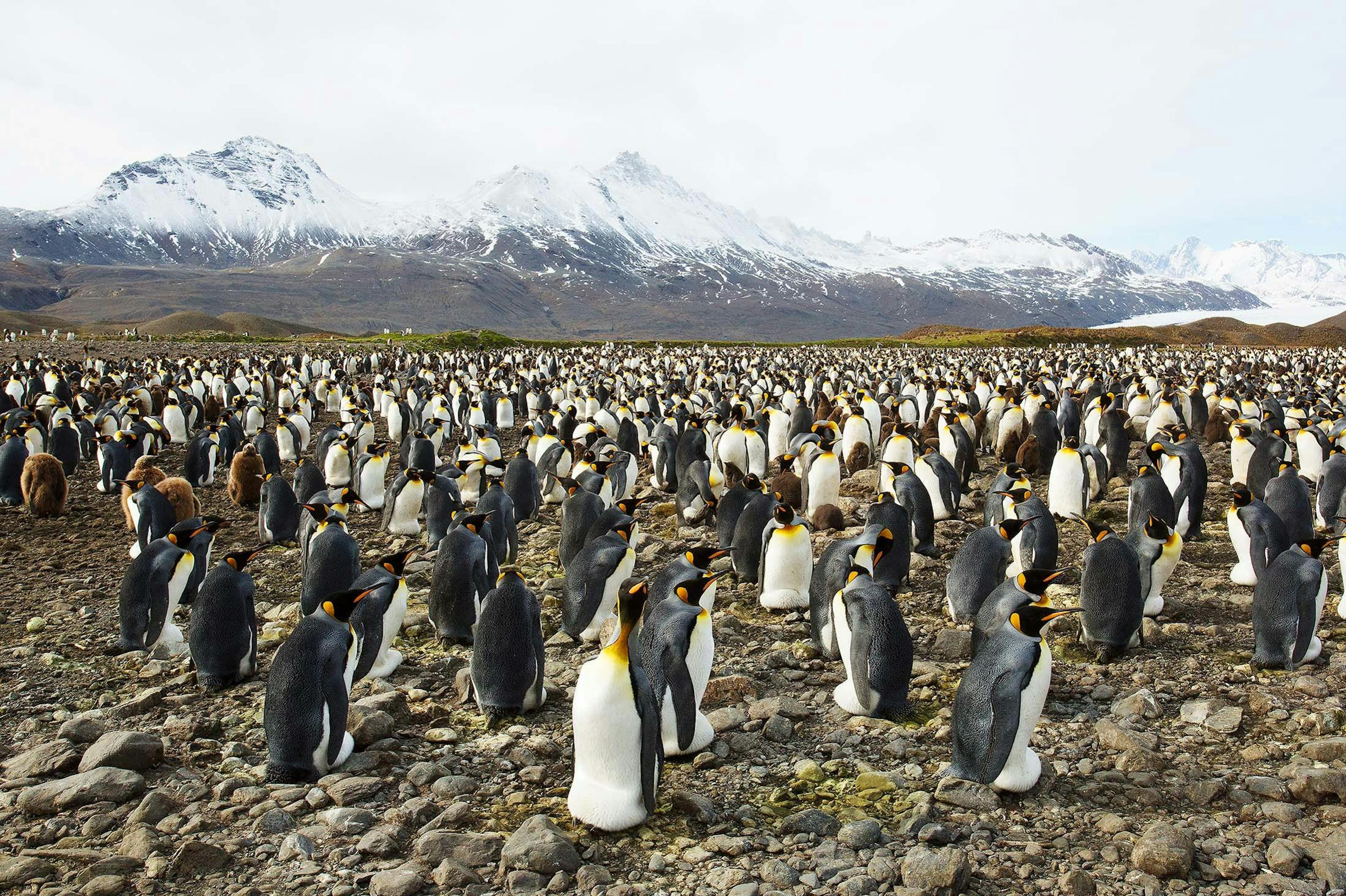 A vast colony of King Penguins, Fortuna Bay, South Georgia./Denis Elterman