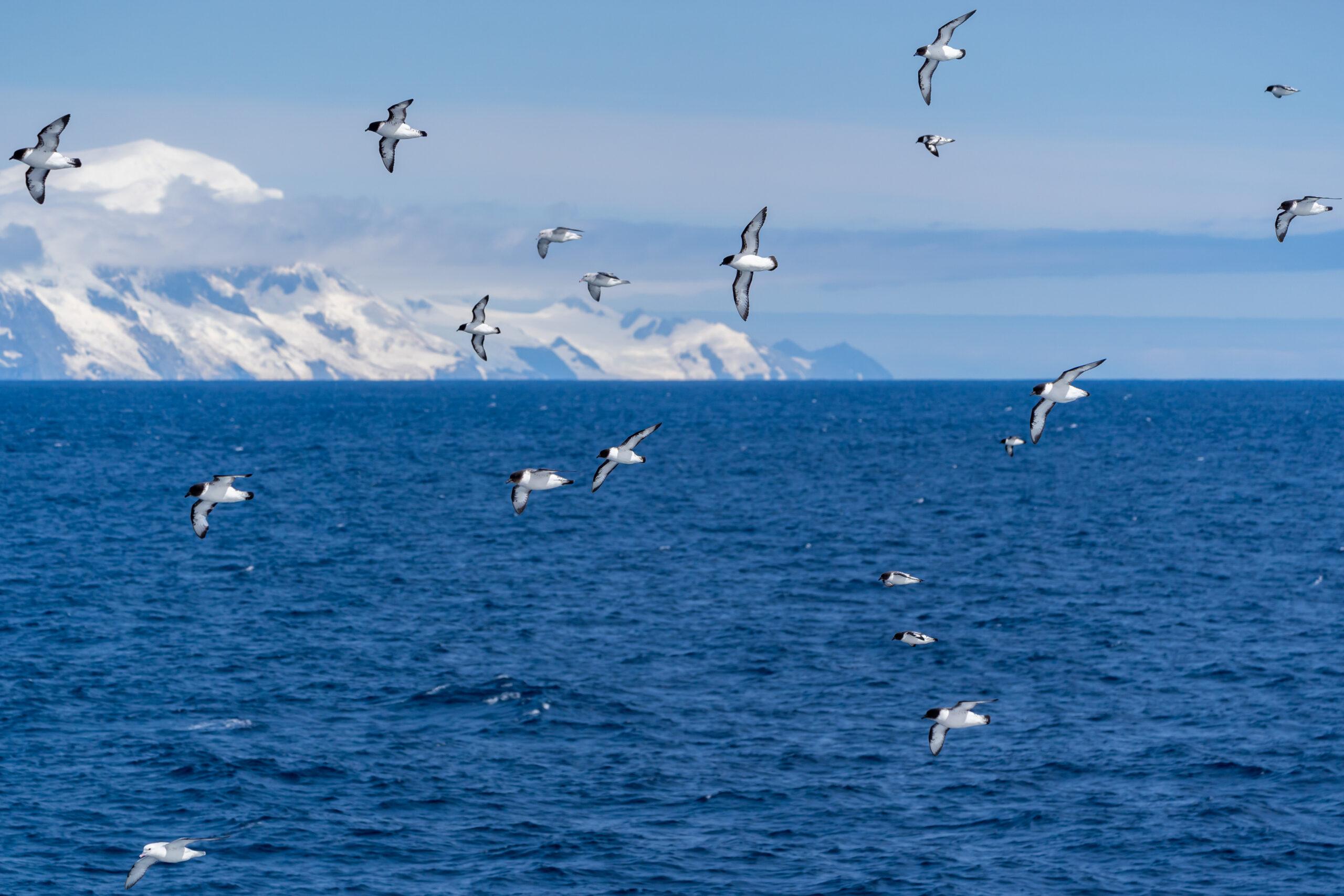 Petrels are among the bird life you'll see in Antarctica./Shutterstock