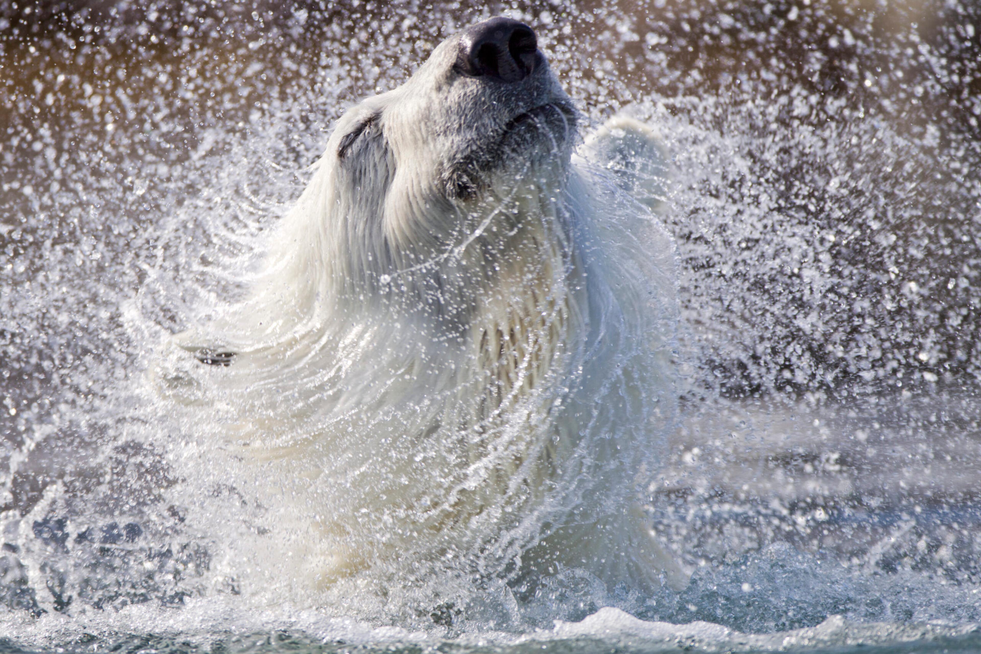 Polar bears are found only in northern climes./Getty Images