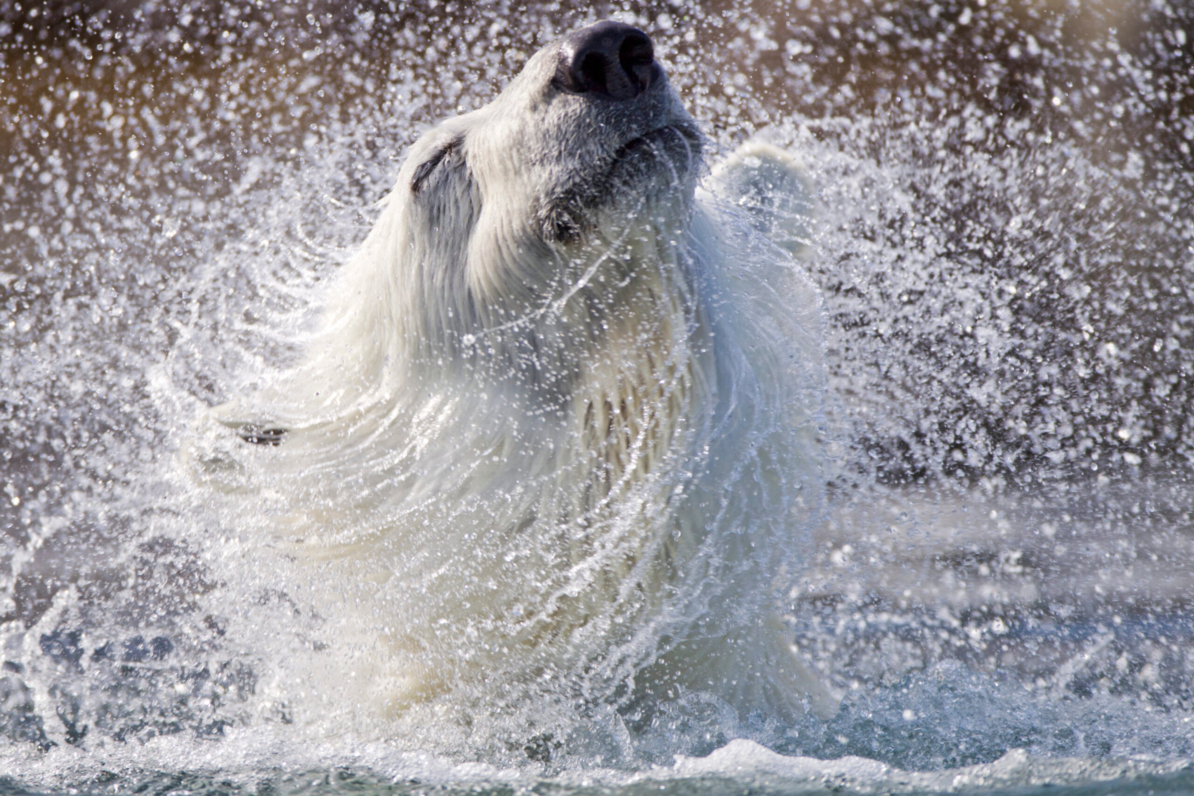Polar bears are found only in northern climes./Getty Images