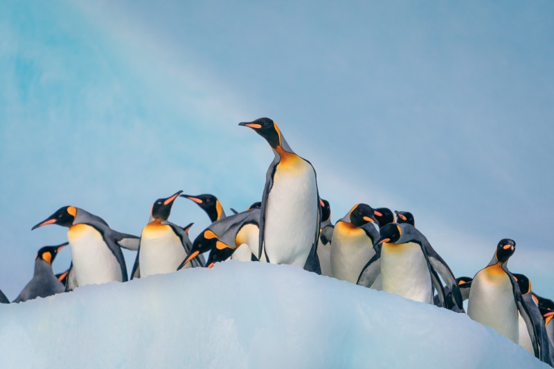 Beguiling penguins are a standout on an Antarctica voyage