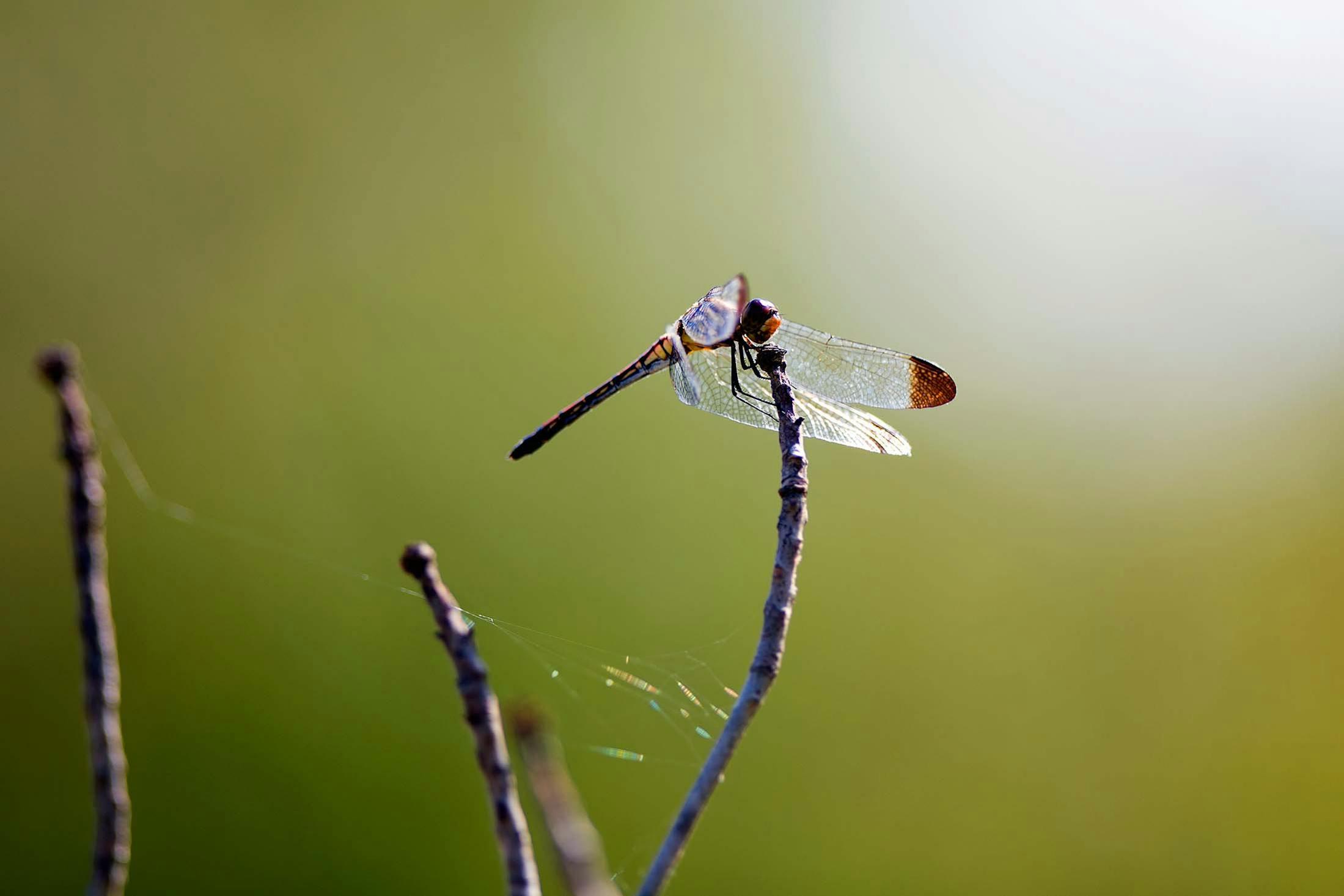 A dragonfly lands delicately on a tree's branch in Japan./Lucia Griggi