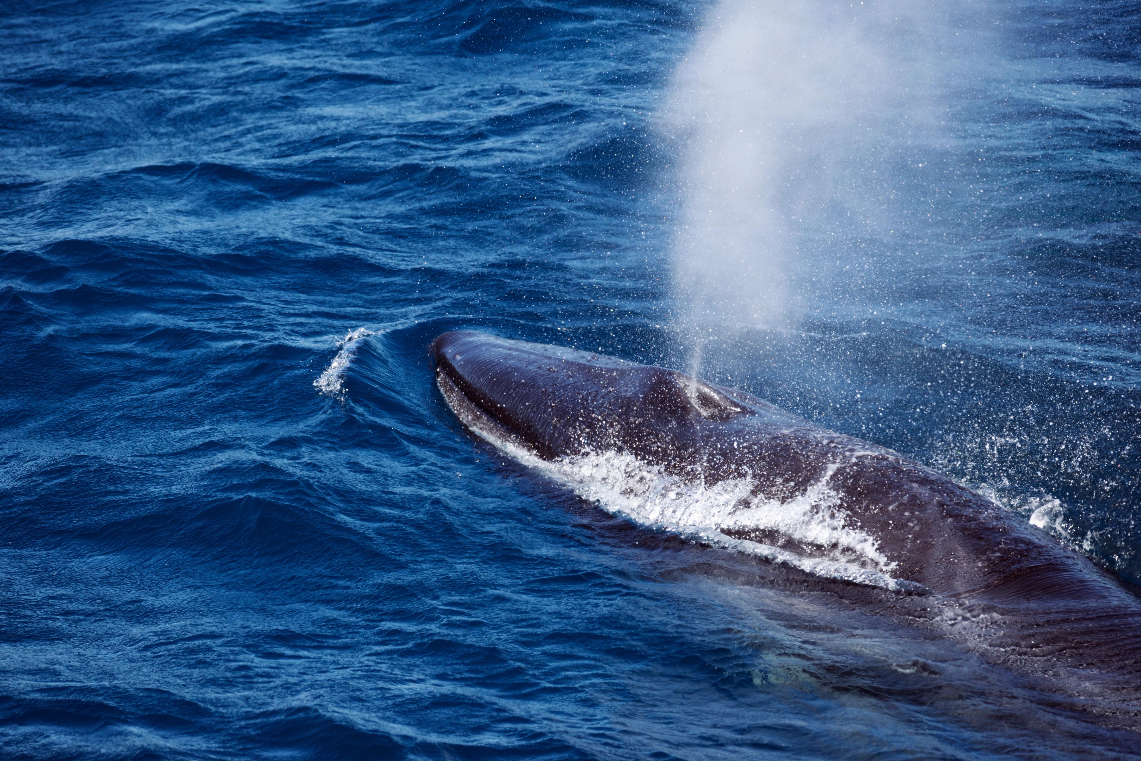 Humpback whales are commonly spotted in Reykjavik's area