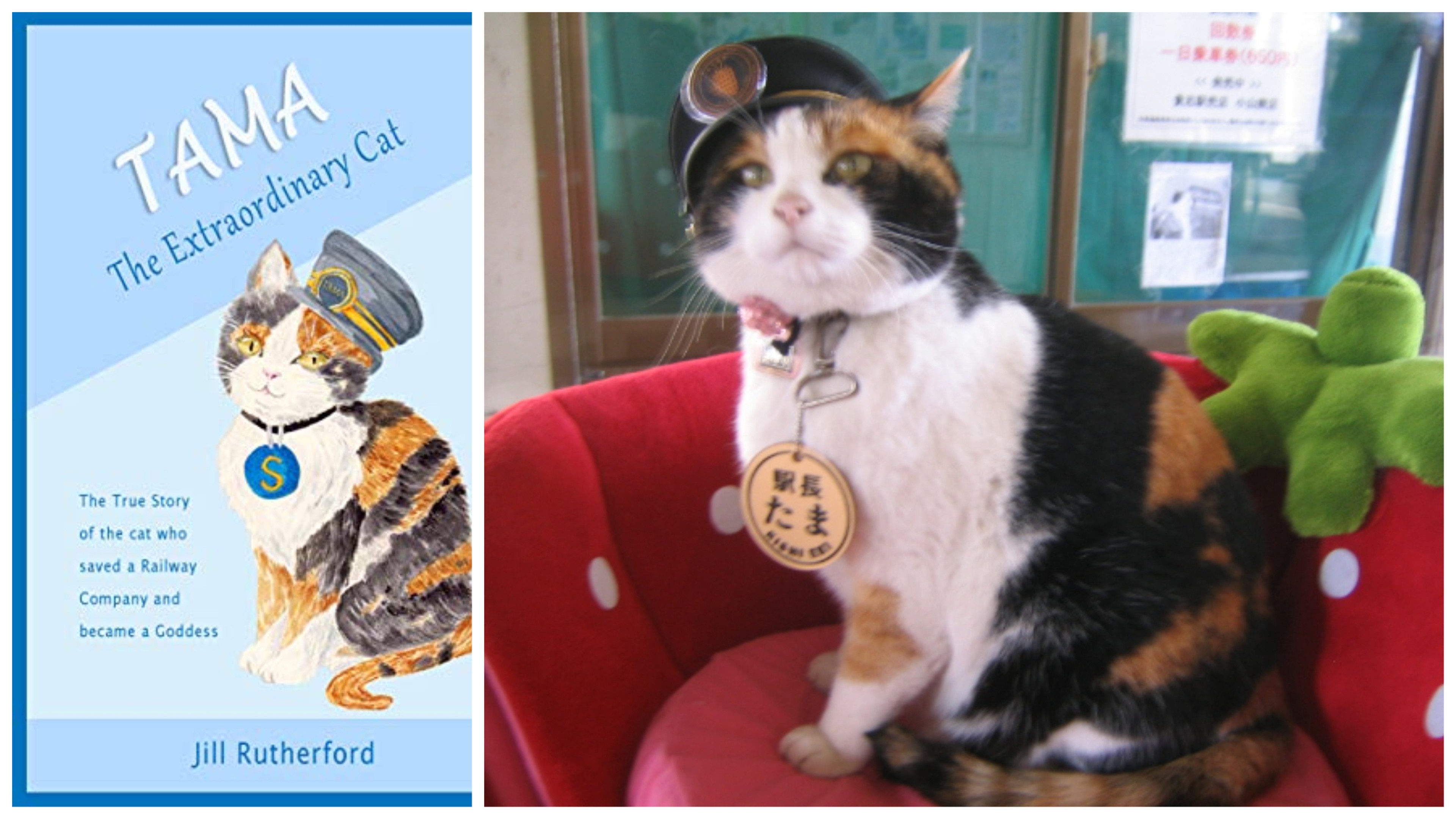 Tama, in stationmaster garb, is so popular that a book was written about her./Tama photo by Sanpei at Japanese Wikipedia