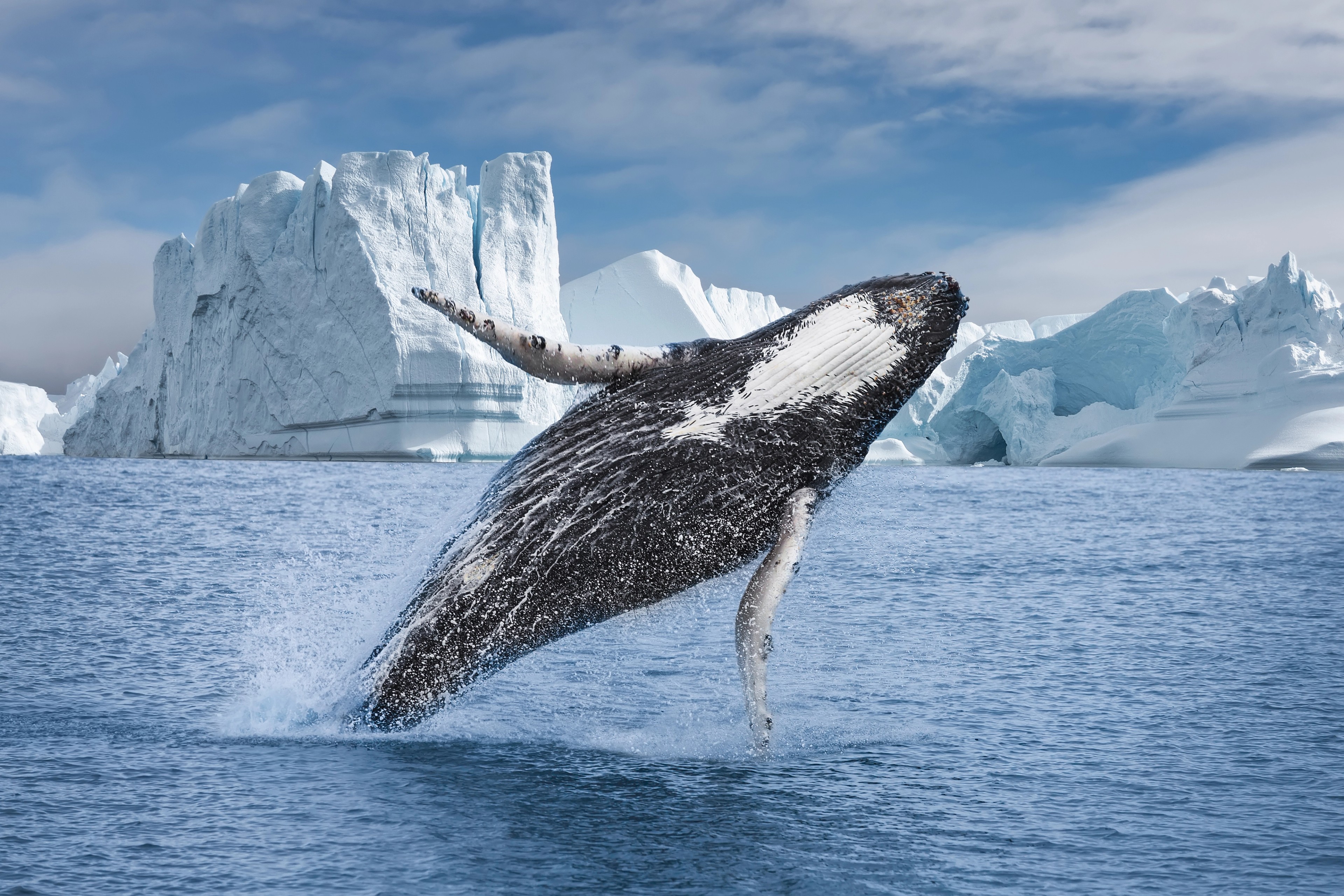 A whale breaches in a fjord in Greenland/Getty Images