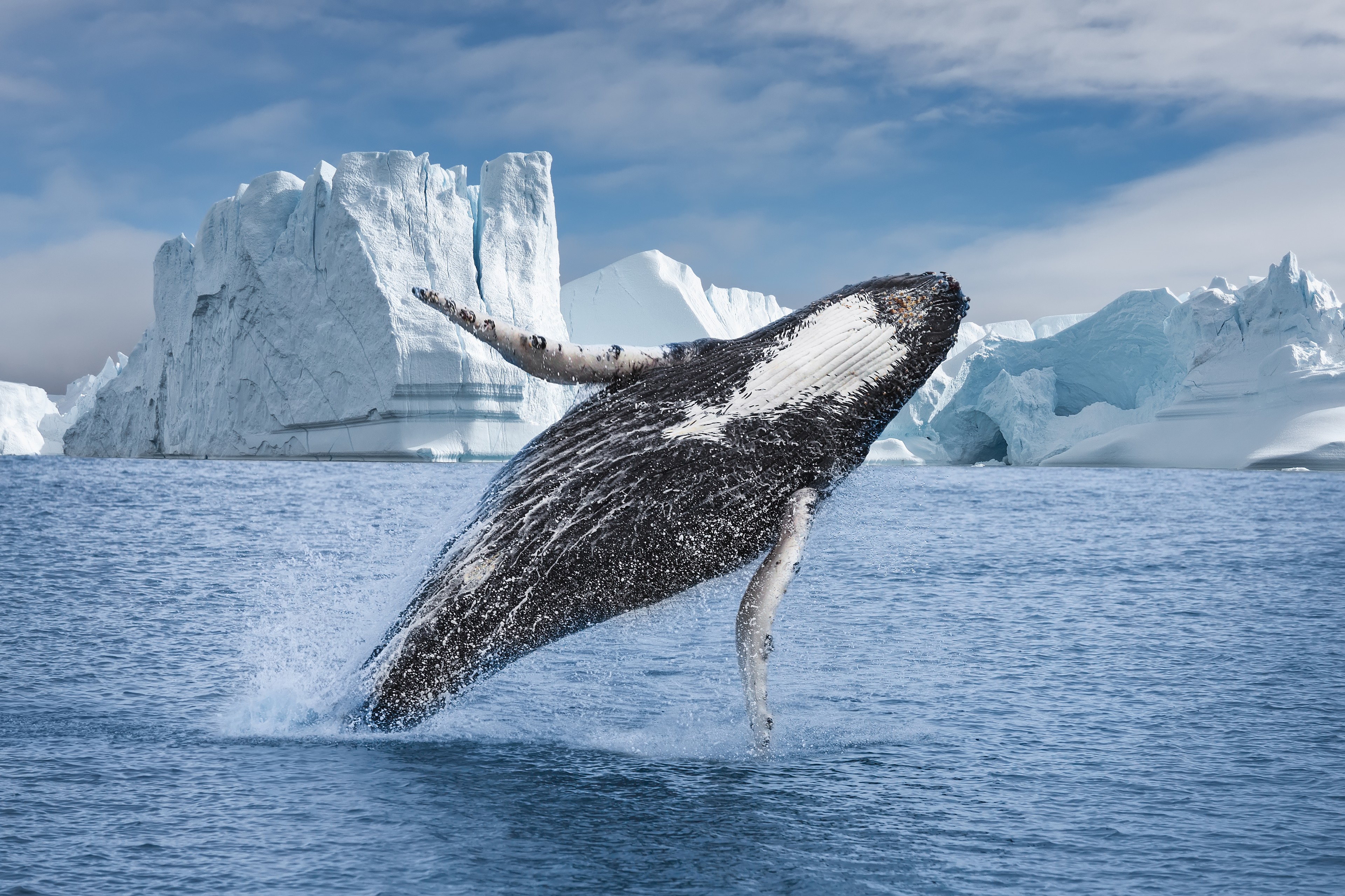 A whale breaches in a fjord in Greenland/Getty Images