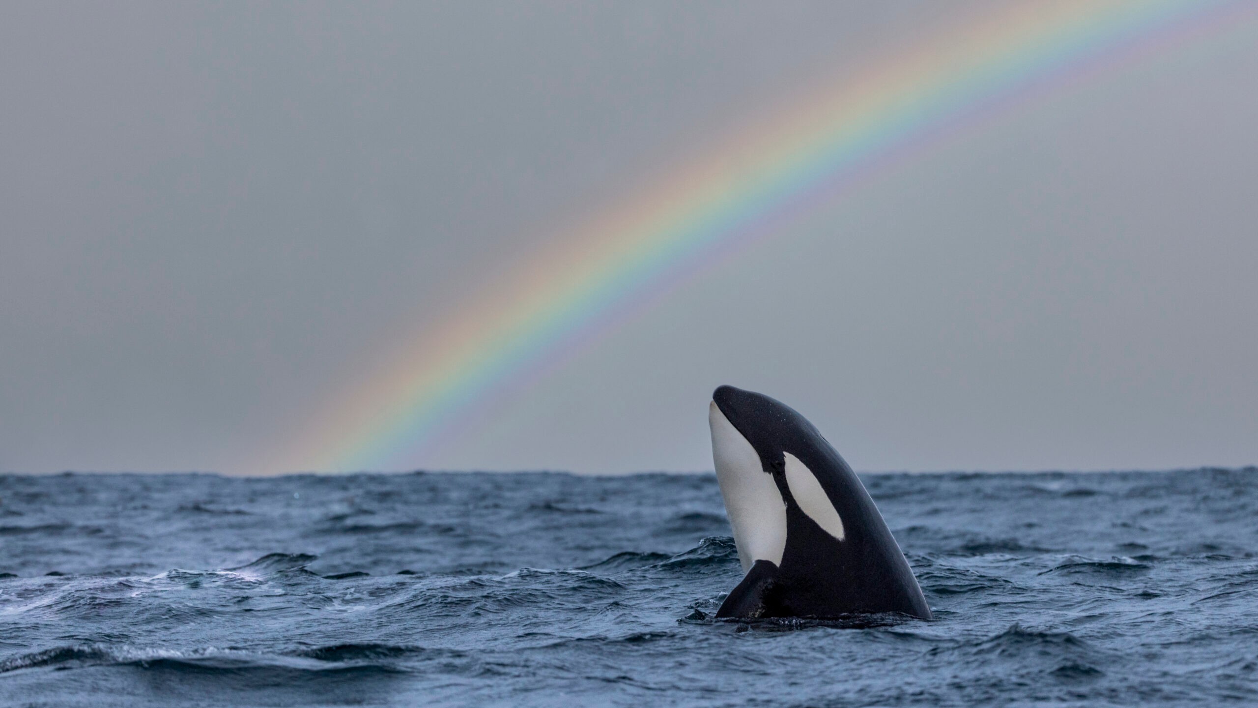 A killer whale surfaces and a rainbow appears in the Arctic, one of the "most special places on Earth," Shubin says./Getty Images