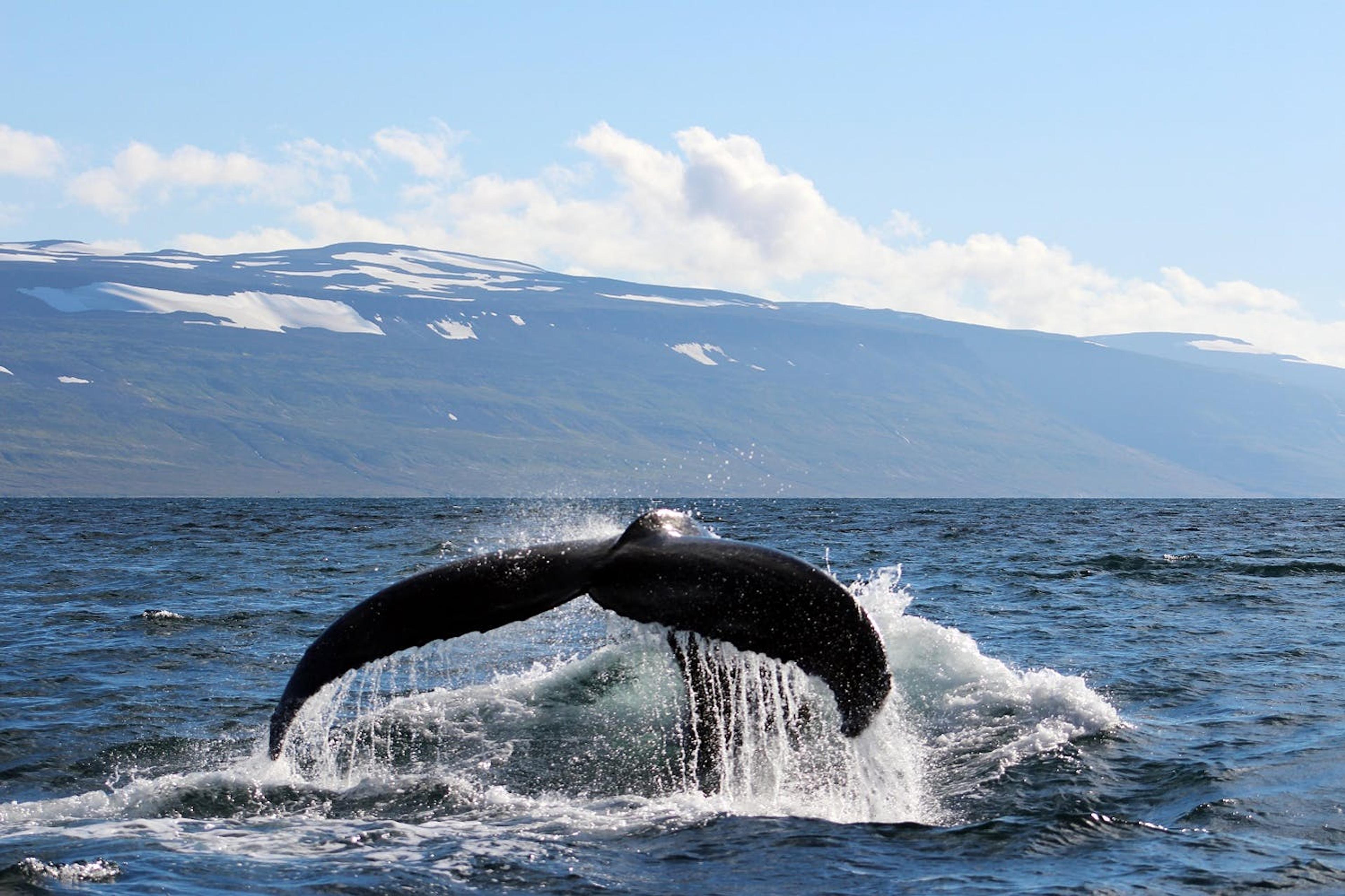 Silversea's guests witness a fluking humpback whale while on a Zodiac tour in Ísafjörður, Iceland./ORCA