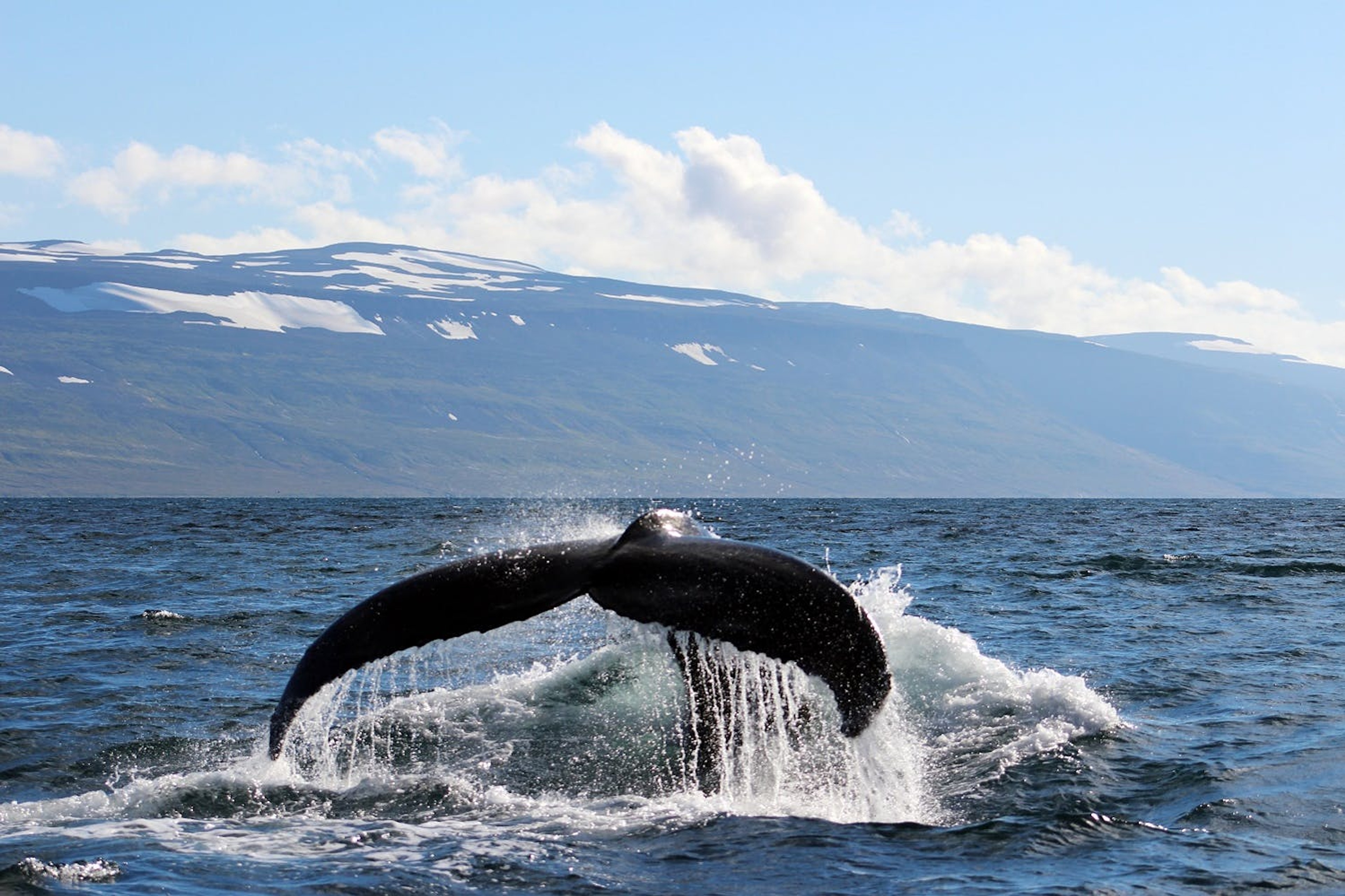 Silversea's guests witness a fluking humpback whale while on a Zodiac tour in Ísafjörður, Iceland./ORCA