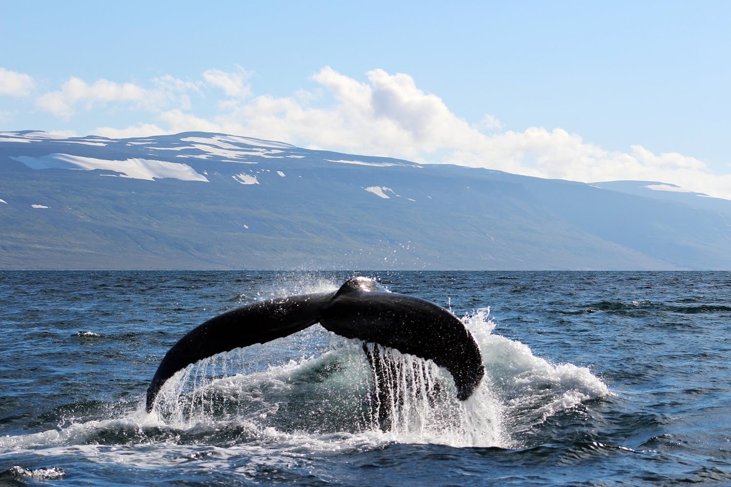 Silversea's guests witness a fluking humpback whale while on a Zodiac tour in Ísafjörður, Iceland./ORCA
