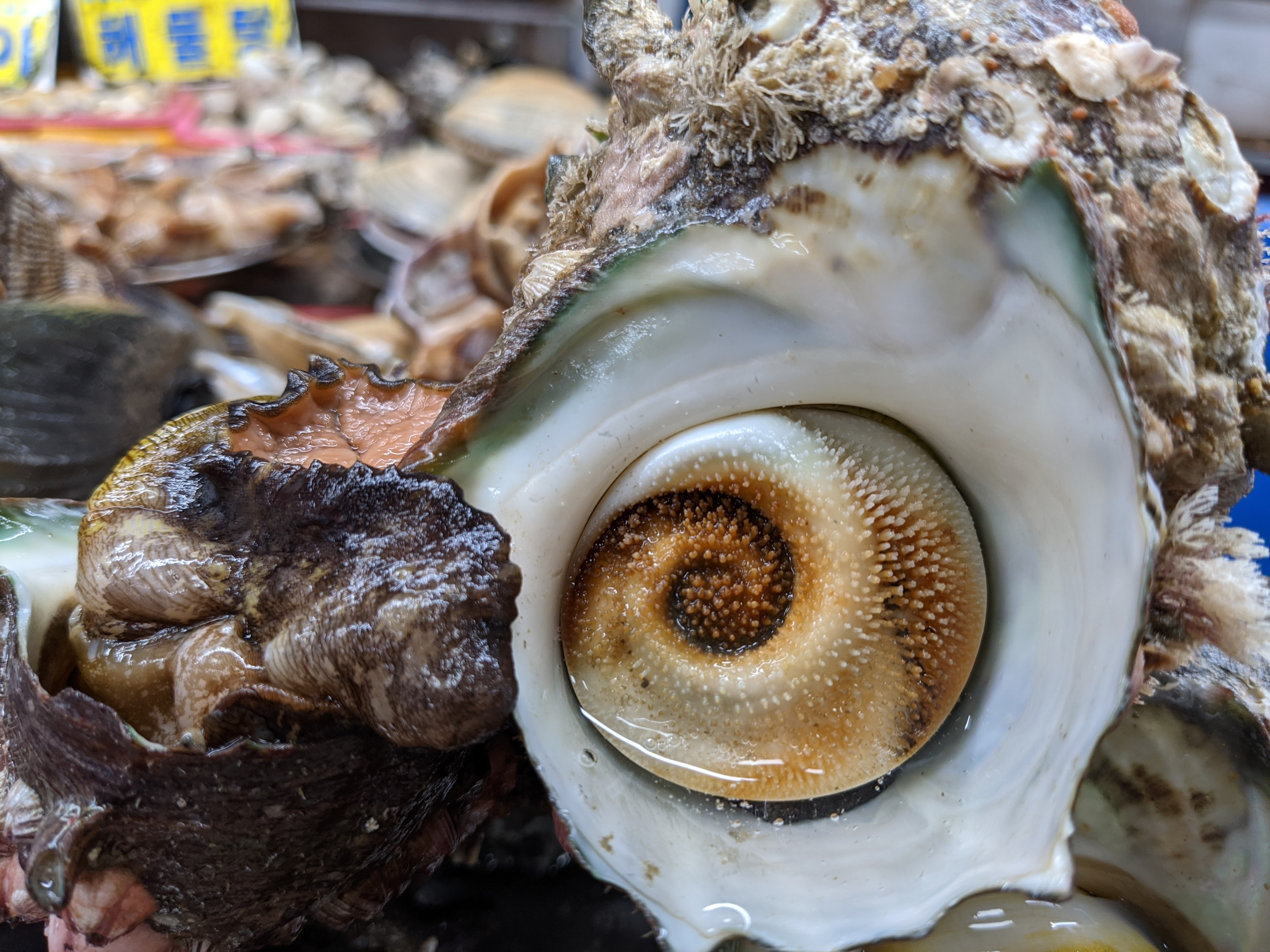 Extremely fresh seafood./Andrew Evans