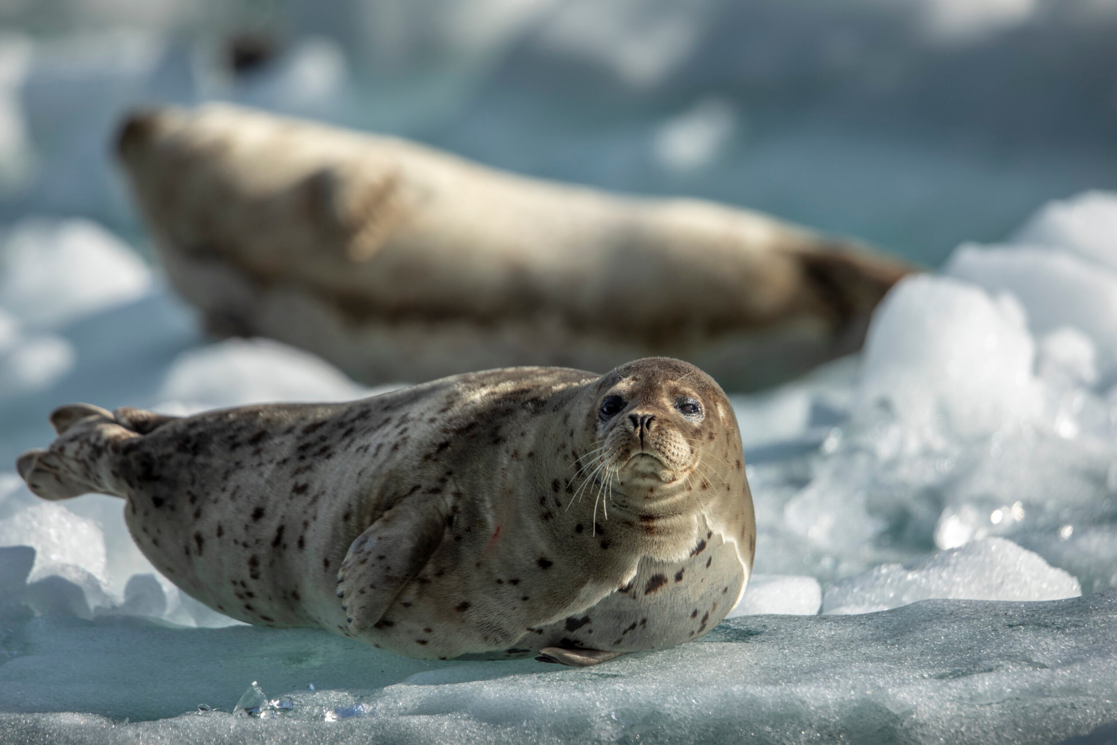 Harbor seals use icebergs, like this one shed from South Sawyer Glacier in Tracy Arm, Alaska/Getty Images