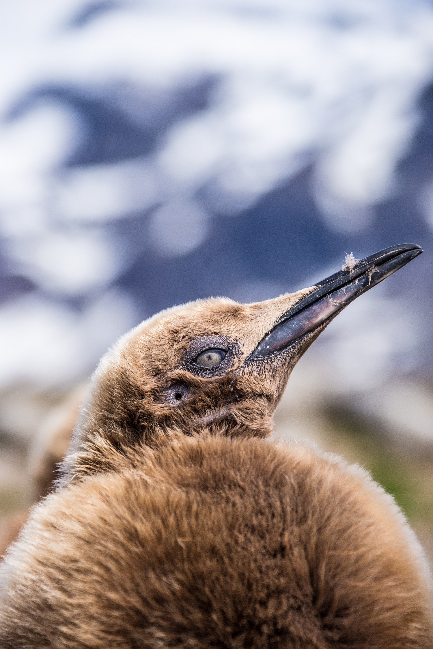A King Penguin chick eyes the camera/Ross Vernon McDonald