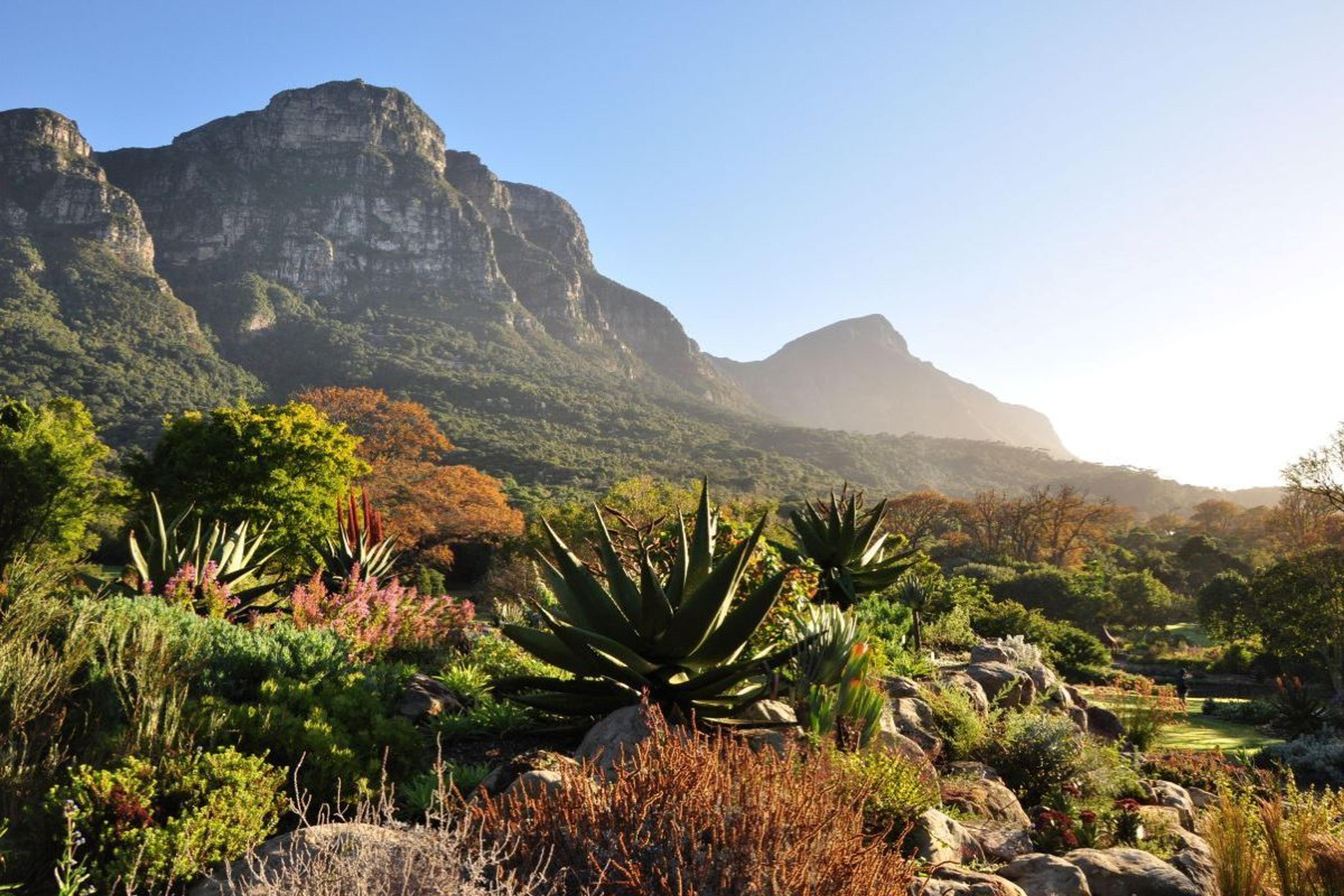 Kirstenbosch National Botanical Garden