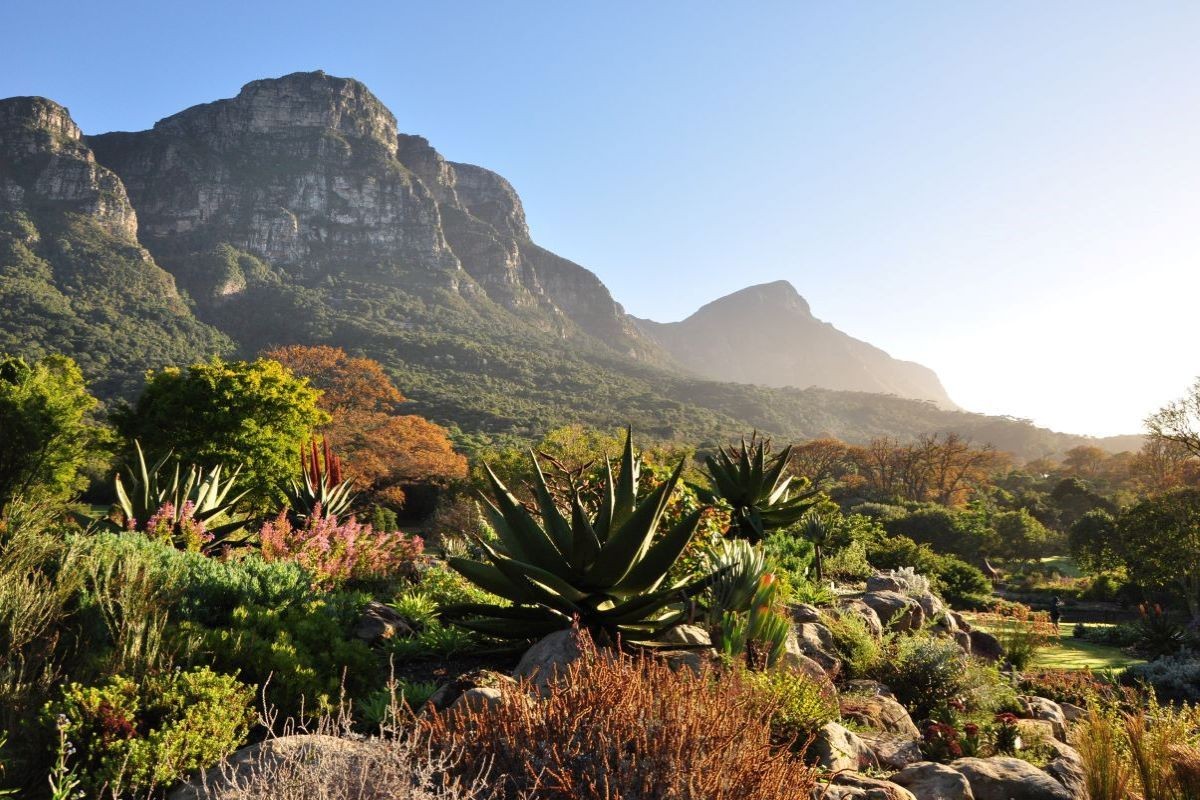 Kirstenbosch National Botanical Garden