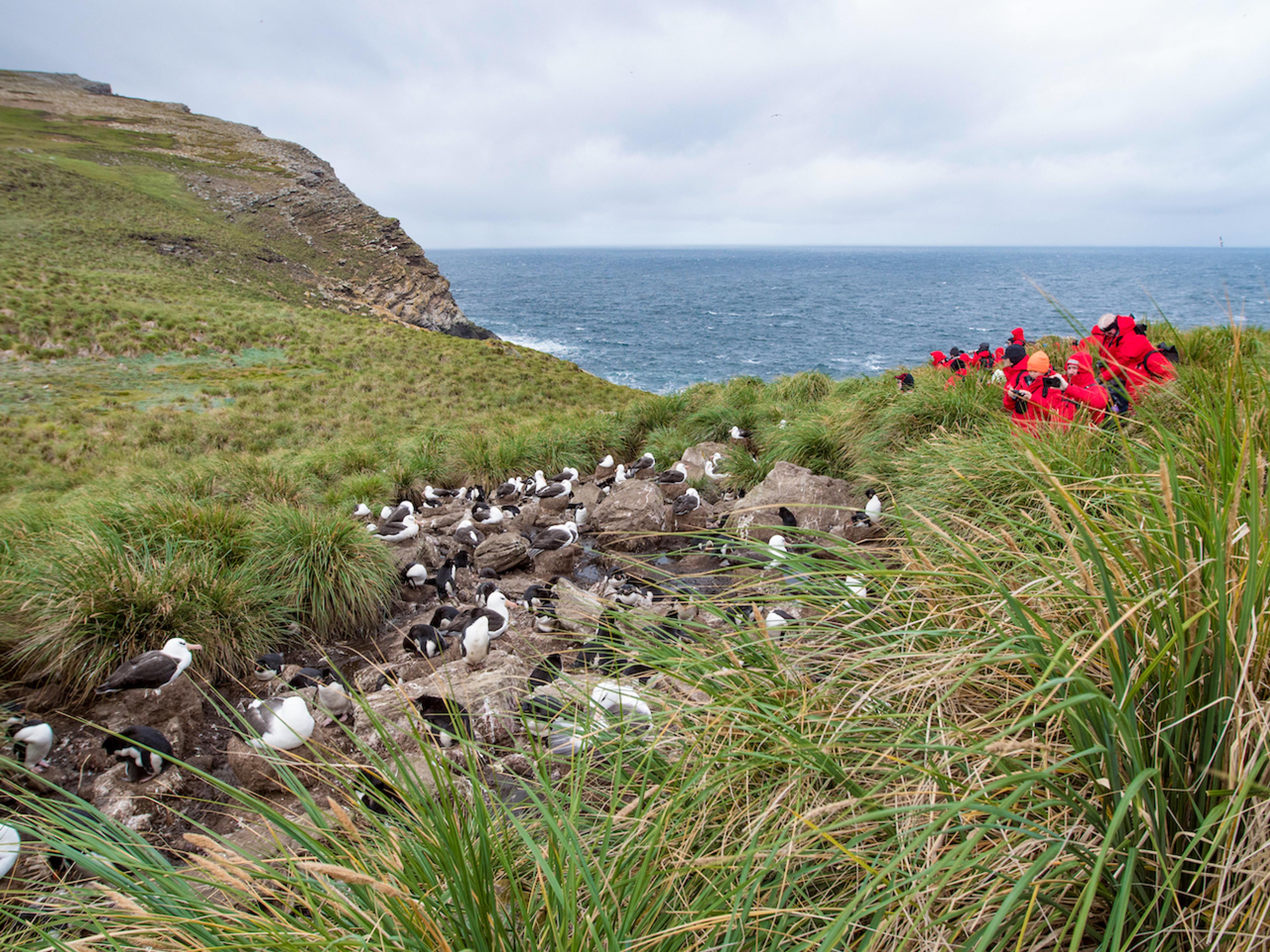 Black-browed albatross and rockhopper penguin colonies delight Silversea guests in West Point Island/Ross Vernon McDonald