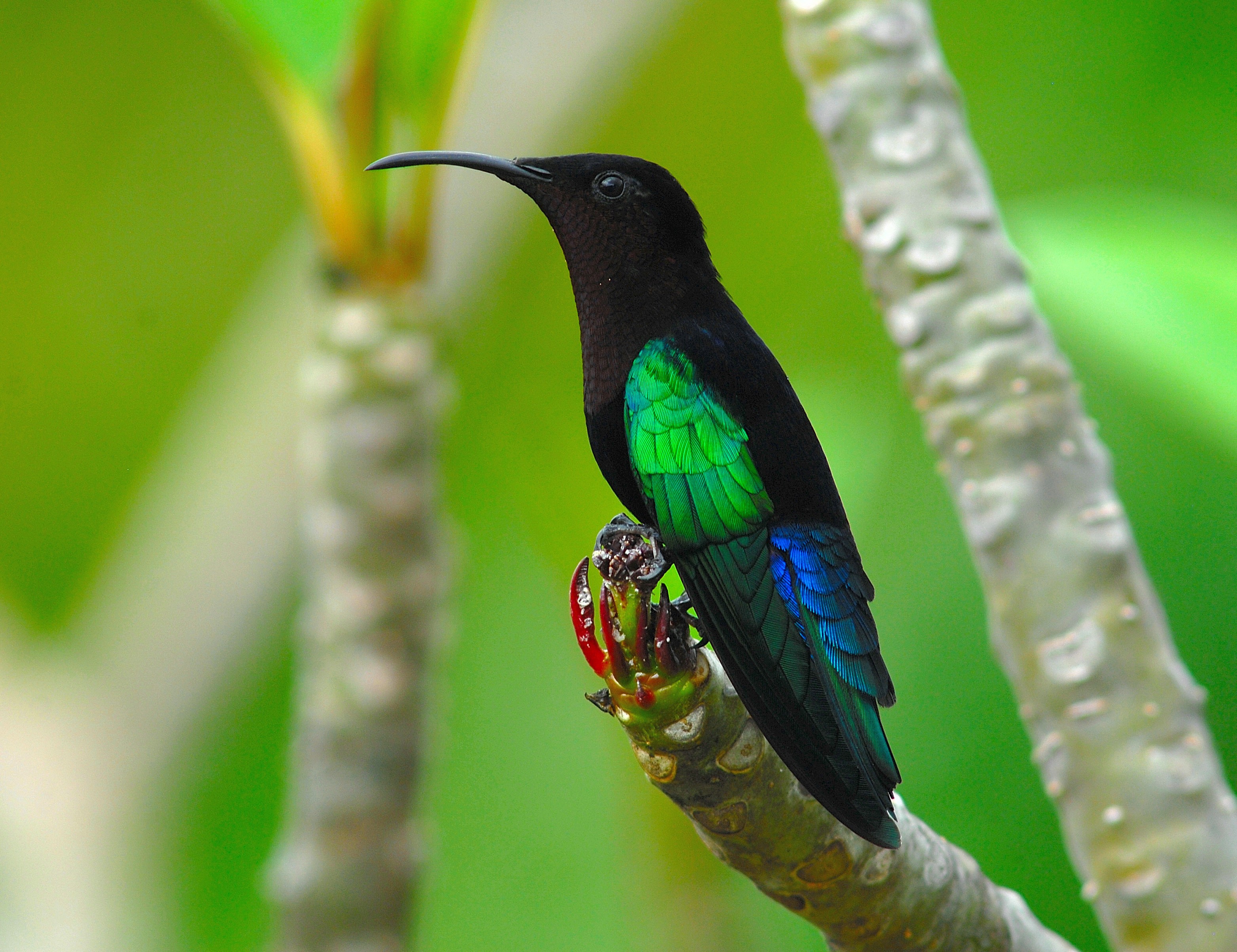 Purple-Throated Carib on Frangipani (Plumeria) in Montserrat/Shutterstock