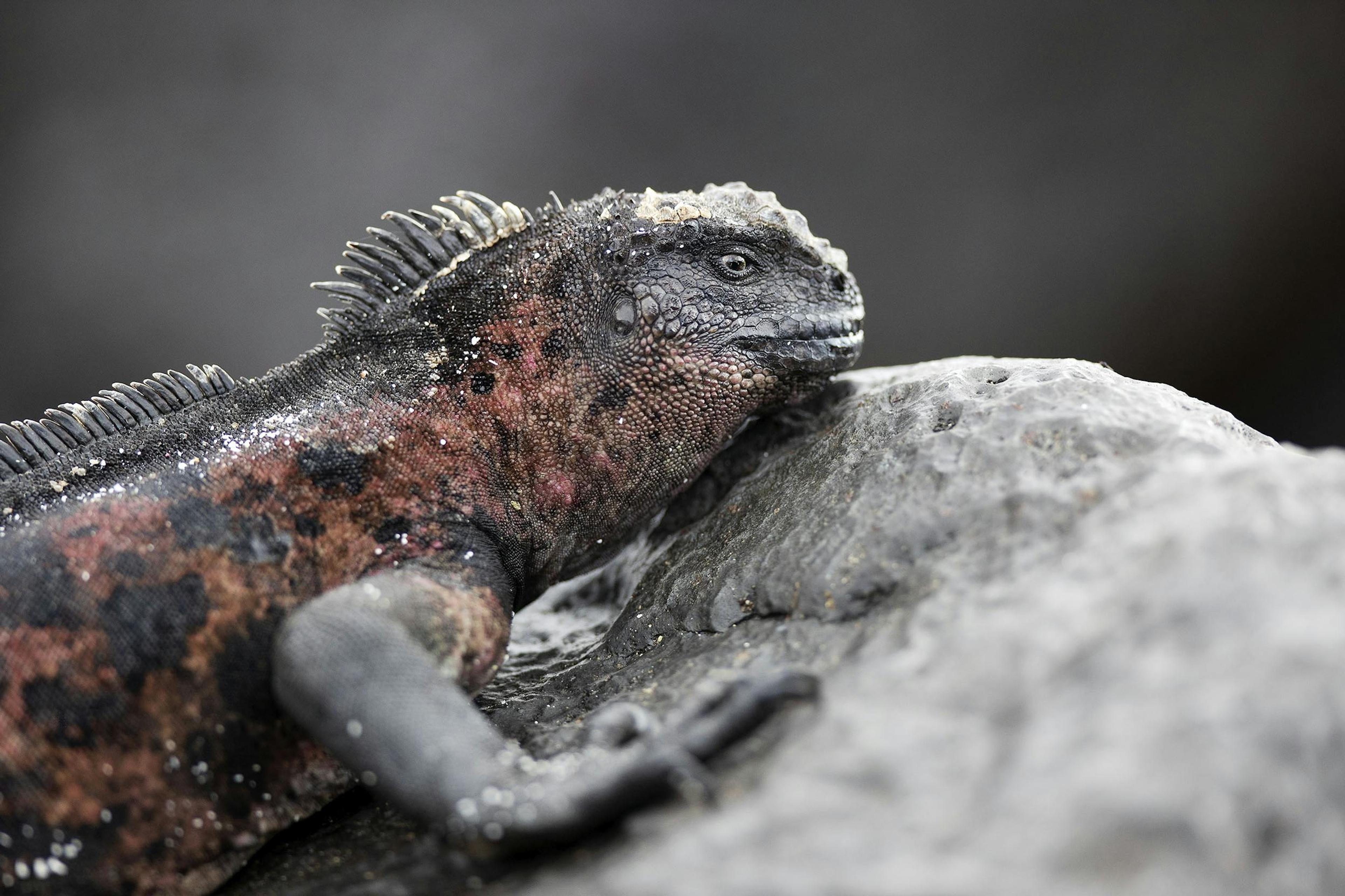 The various subspecies of marine iguanas display wide variation in color./Lucia Griggi