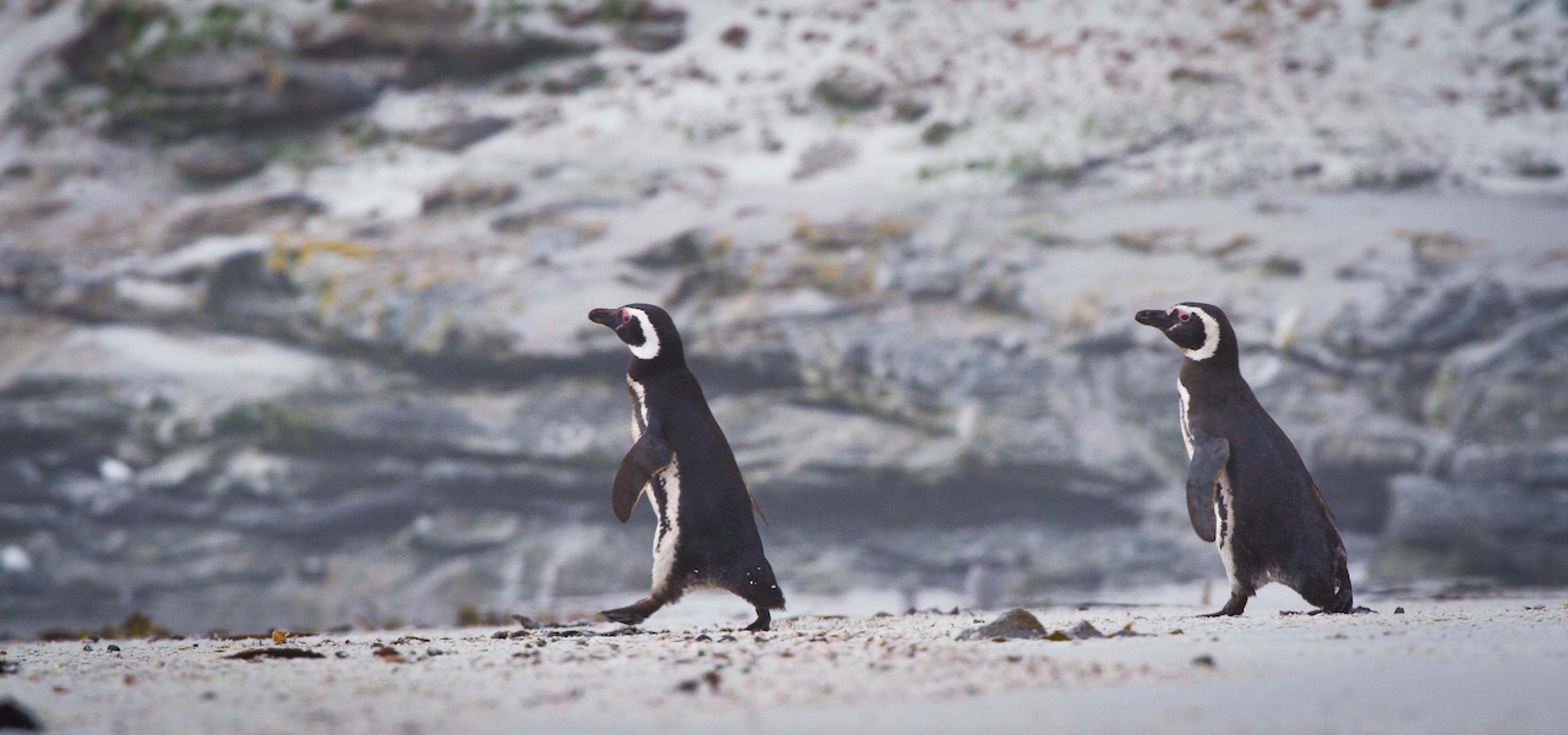 This species, which burrows along dunes and cliffs, can be spotted throughout the Falklands./Benn Berkeley