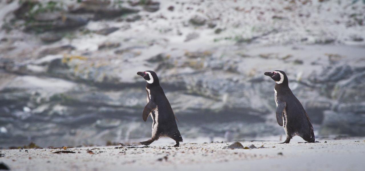 This species, which burrows along dunes and cliffs, can be spotted throughout the Falklands./Benn Berkeley