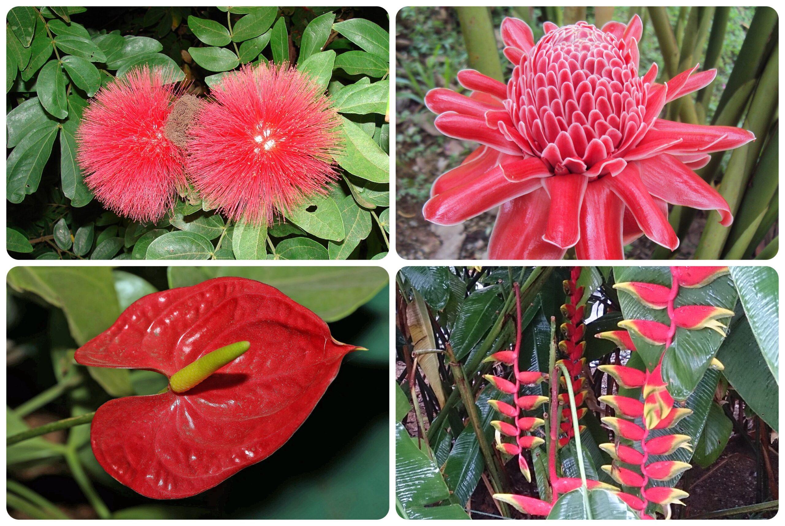 Pretty in red: From upper left, clockwise: Calliandra, torch ginger, lobster claw heliconia and anthurium/Getty Images