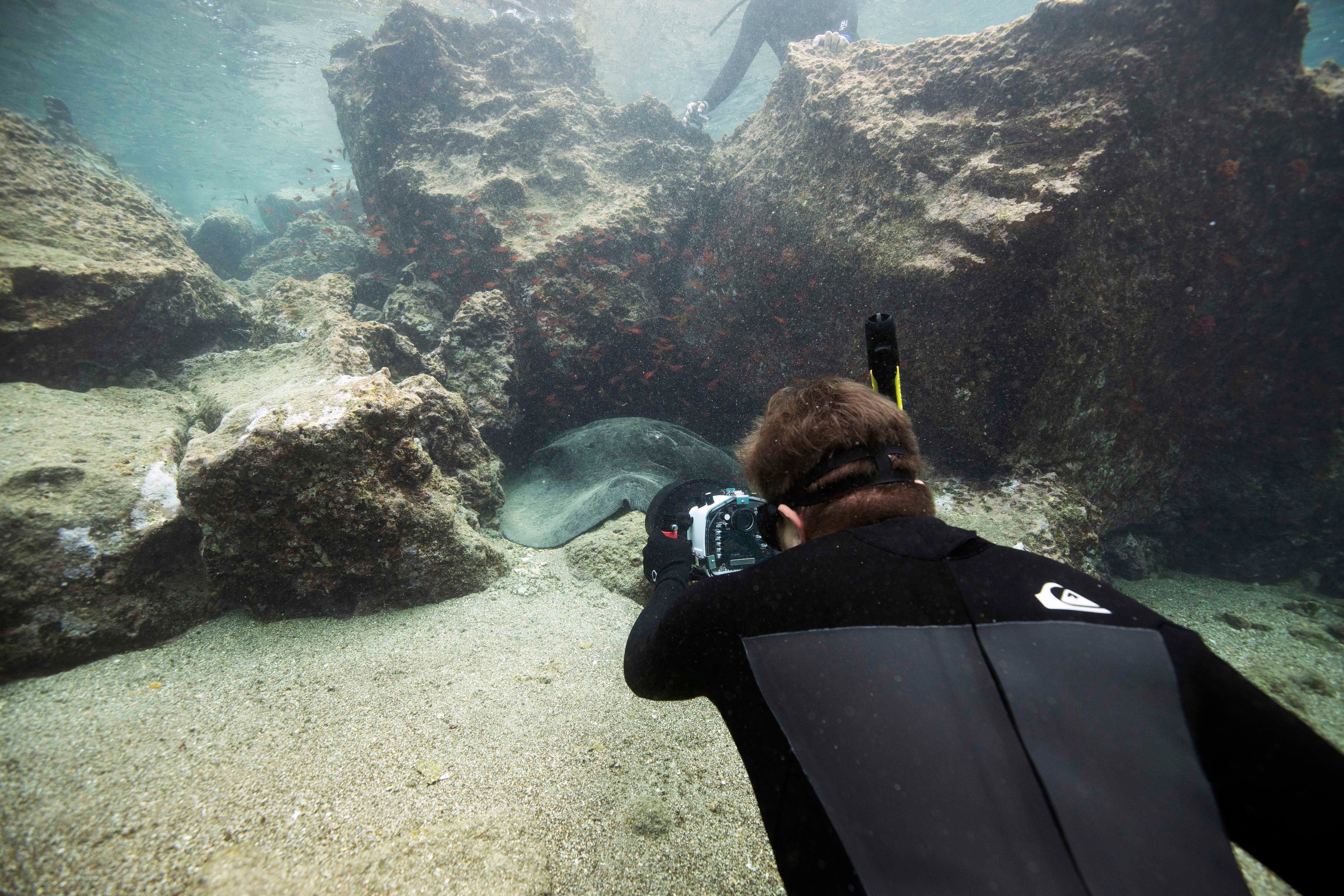 Free-diving provides excellent opportunities for filming rays in the Galápagos Islands./Lucia Griggi