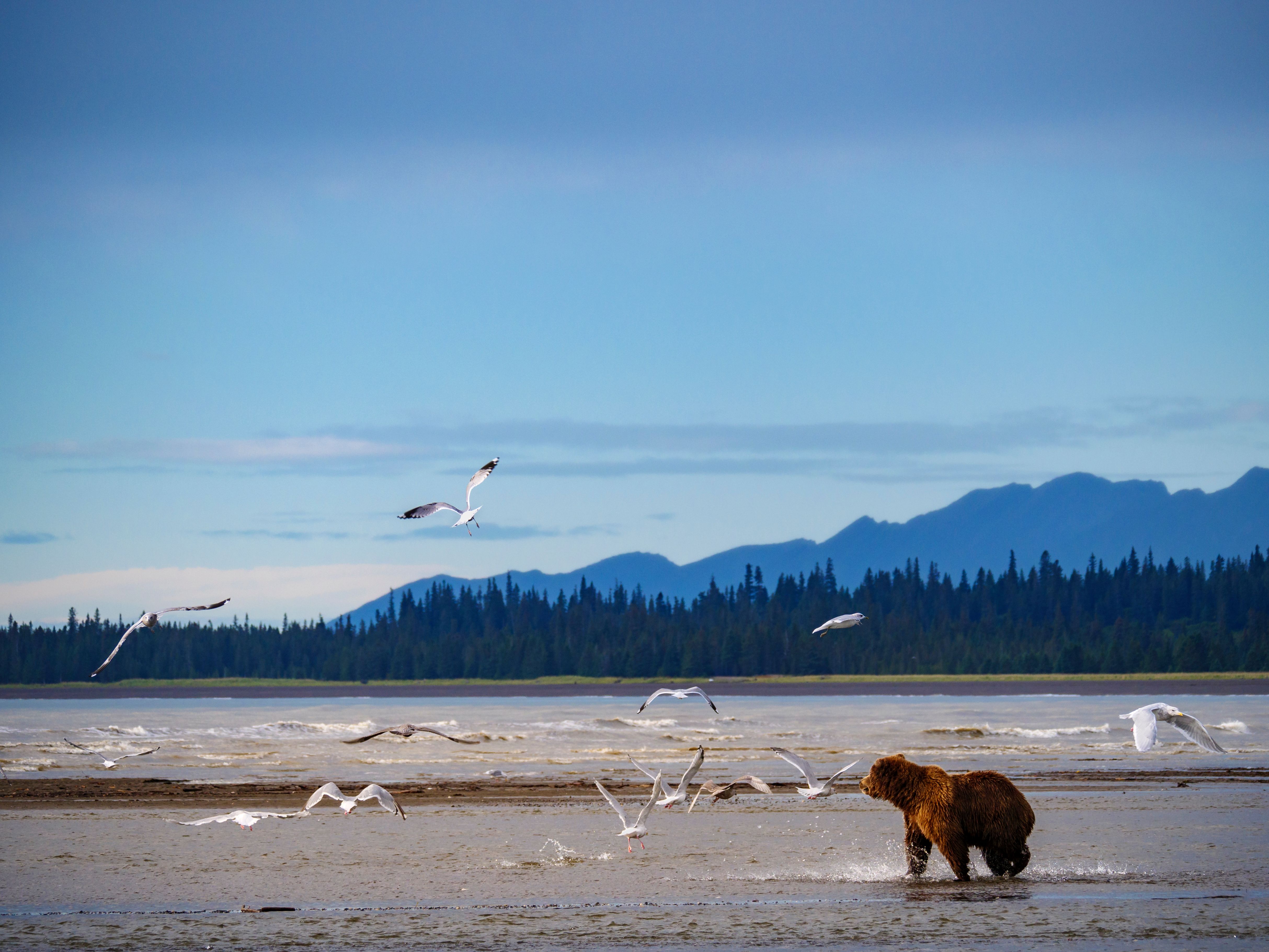 Best Things to Do in Klawock, Alaska: From Totem Traditions to Wild Coastal Adventures