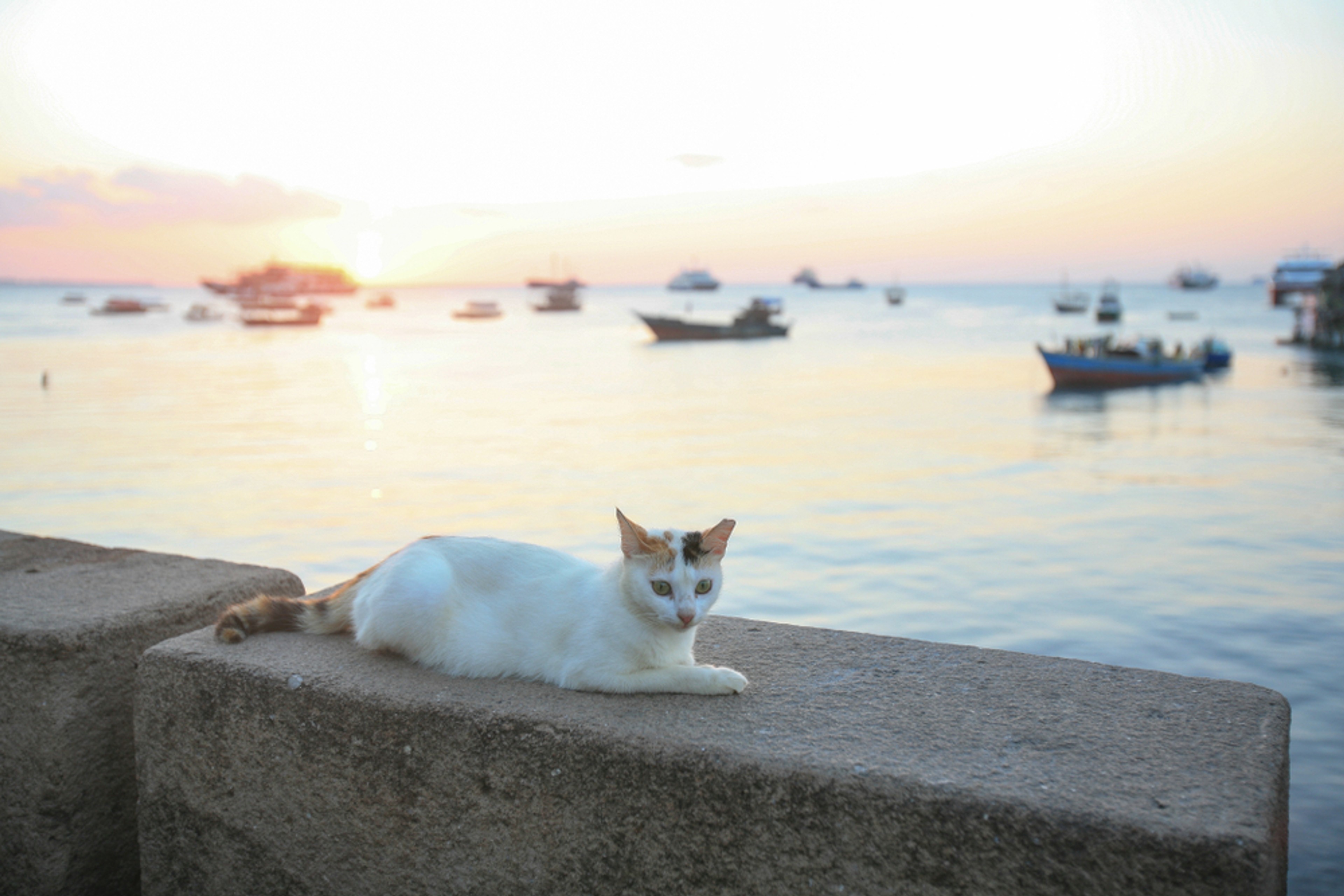 Cats in Zanzibar