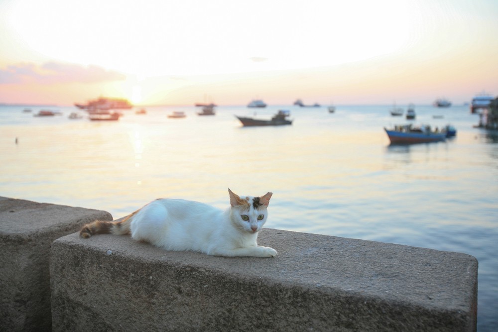 Cats in Zanzibar