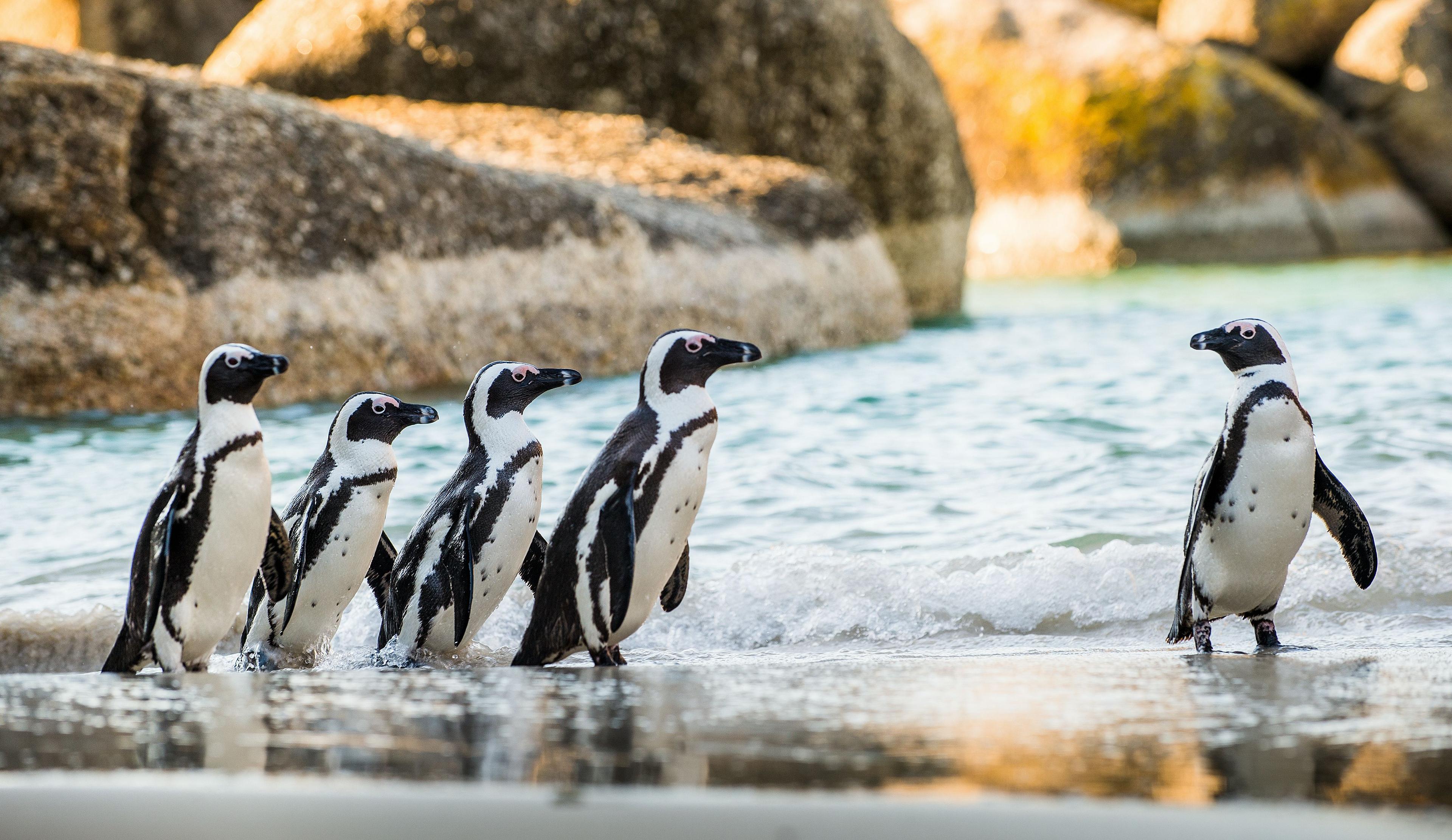 You can encounter African penguins at Boulders Beach