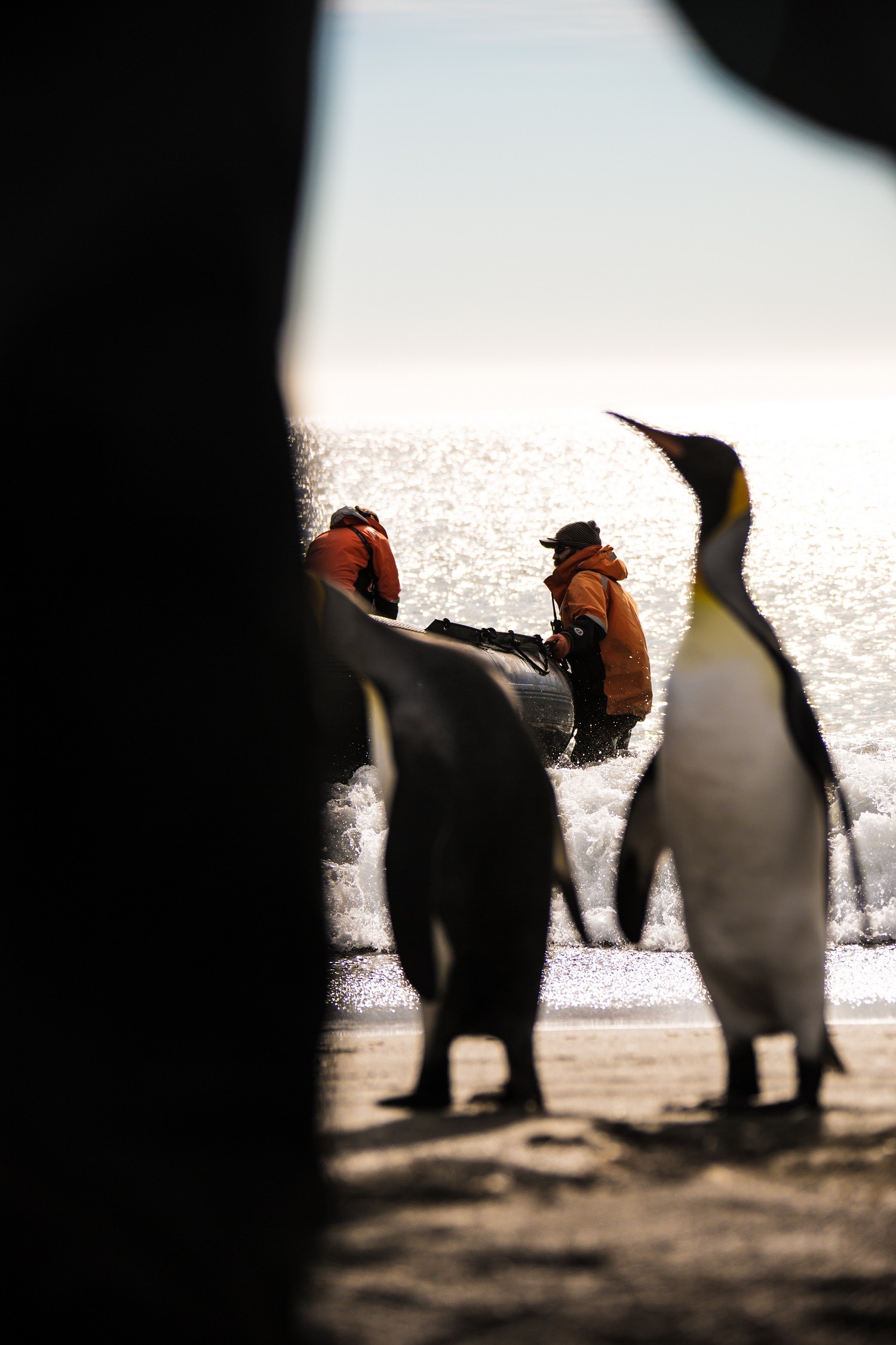 Silversea's expedition experts steady a Zodiac as inquisitive King Penguins approach those on the beach/Ross Vernon McDonald