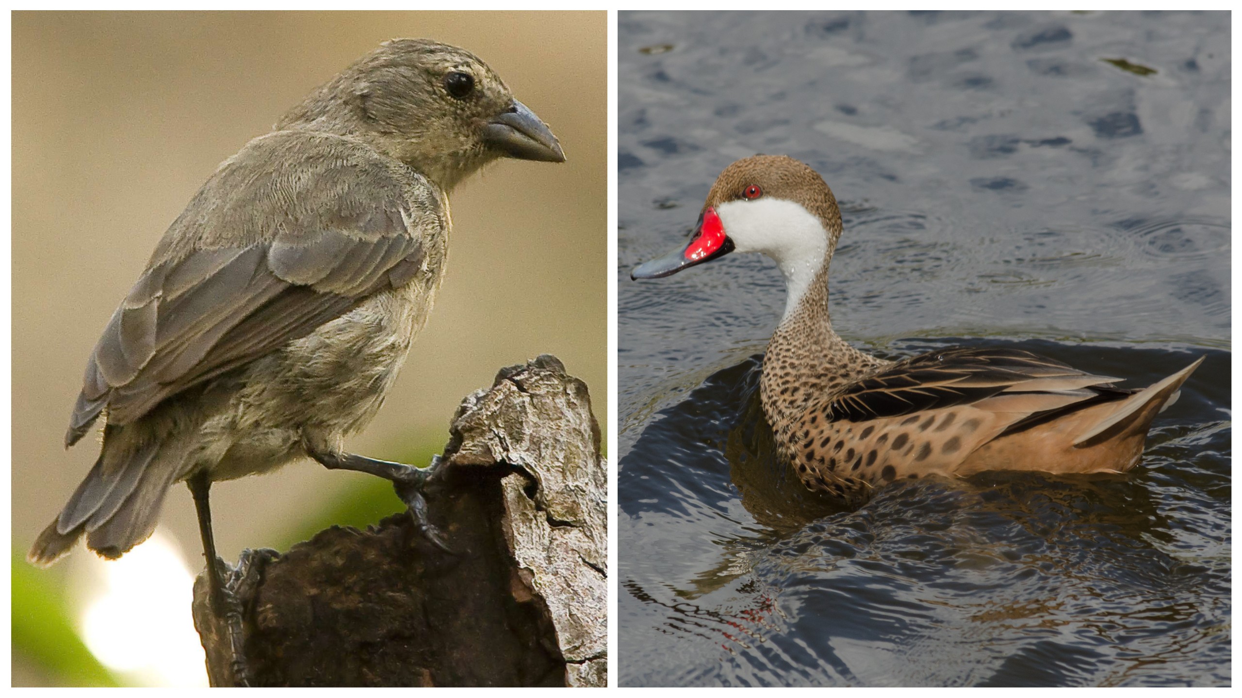 Mangrove Finch (left) and the white-cheeked pintail duck/Michael Dvorak for Wikimedia Commons, left, and Shutterstock, right.