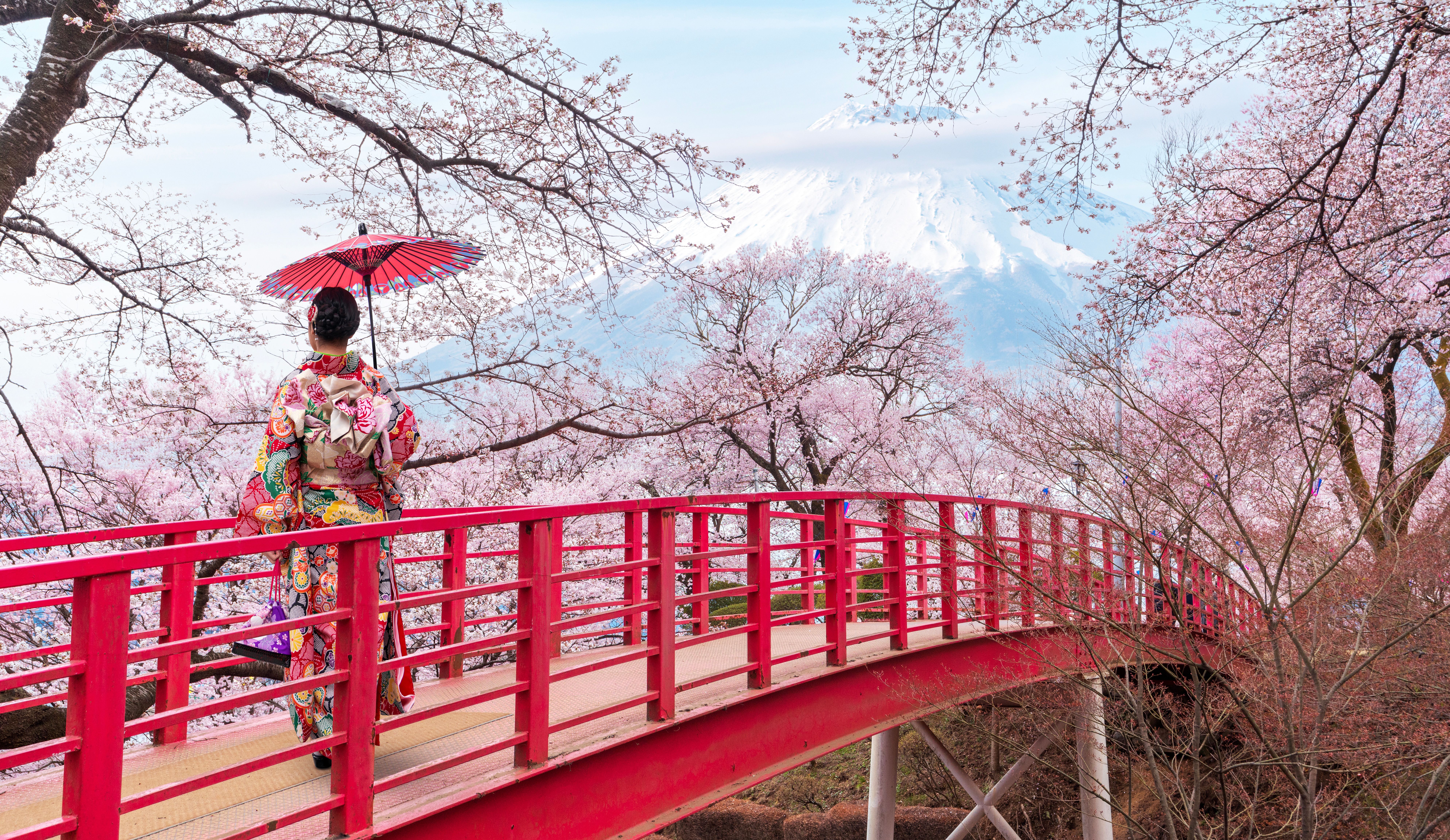 Discover the Best Places for Cherry Blossom Season in Japan