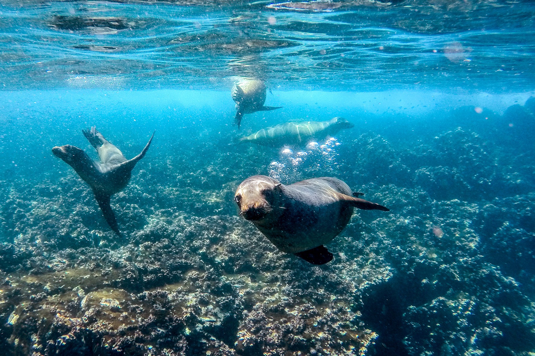 Panamic Sergeant Major, North Seymour Island./Jorge Prigann