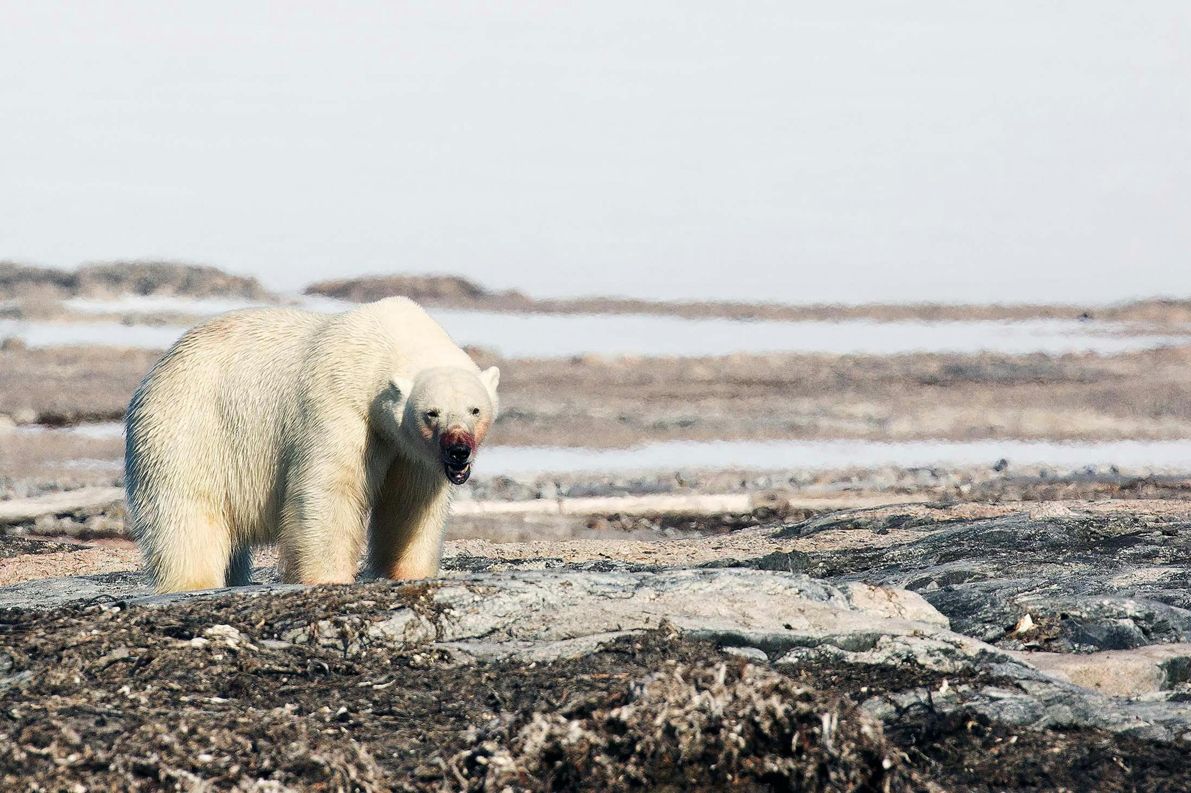 Kvit, Spitsbergen, Svalbard./Denis Elterman