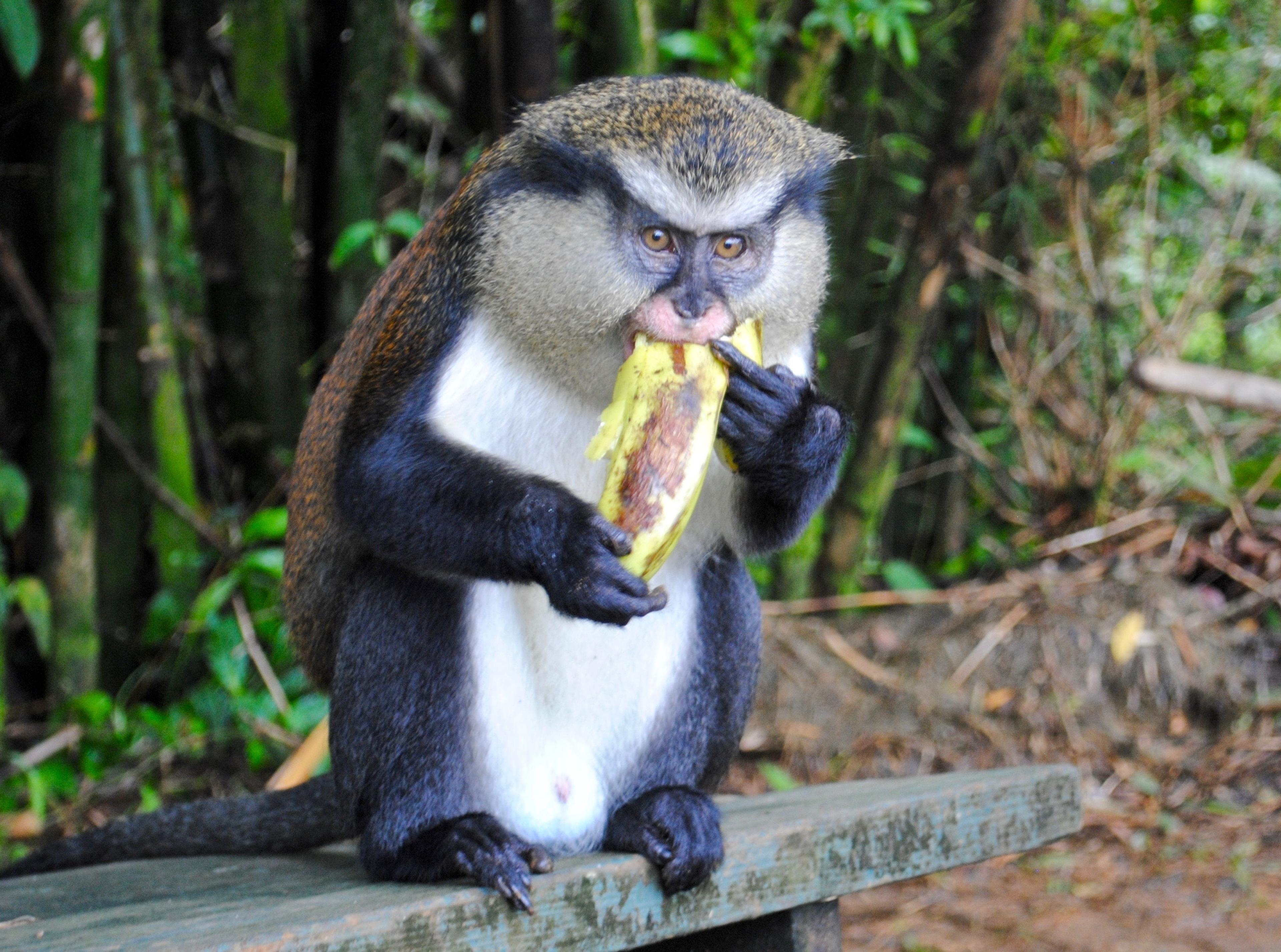 Mona Monkey is an endangered primate species. This bird, eating a banana, in the Grand Etang Forest/ Shutterstock