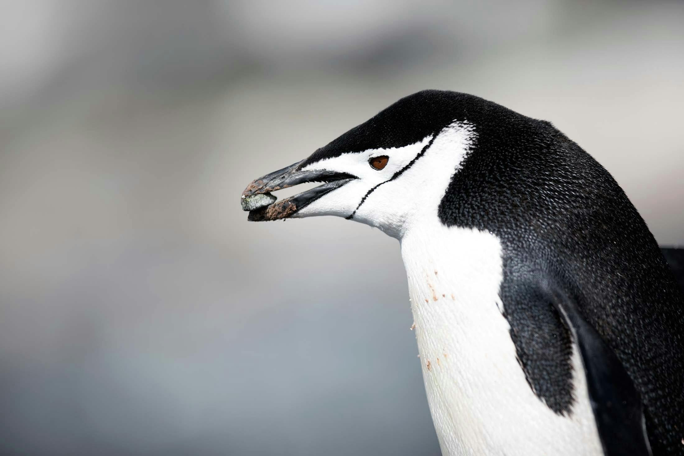 A Chinstrap Penguin gathers pebbles on Half Moon Island, Antarctica/Lucia Griggi