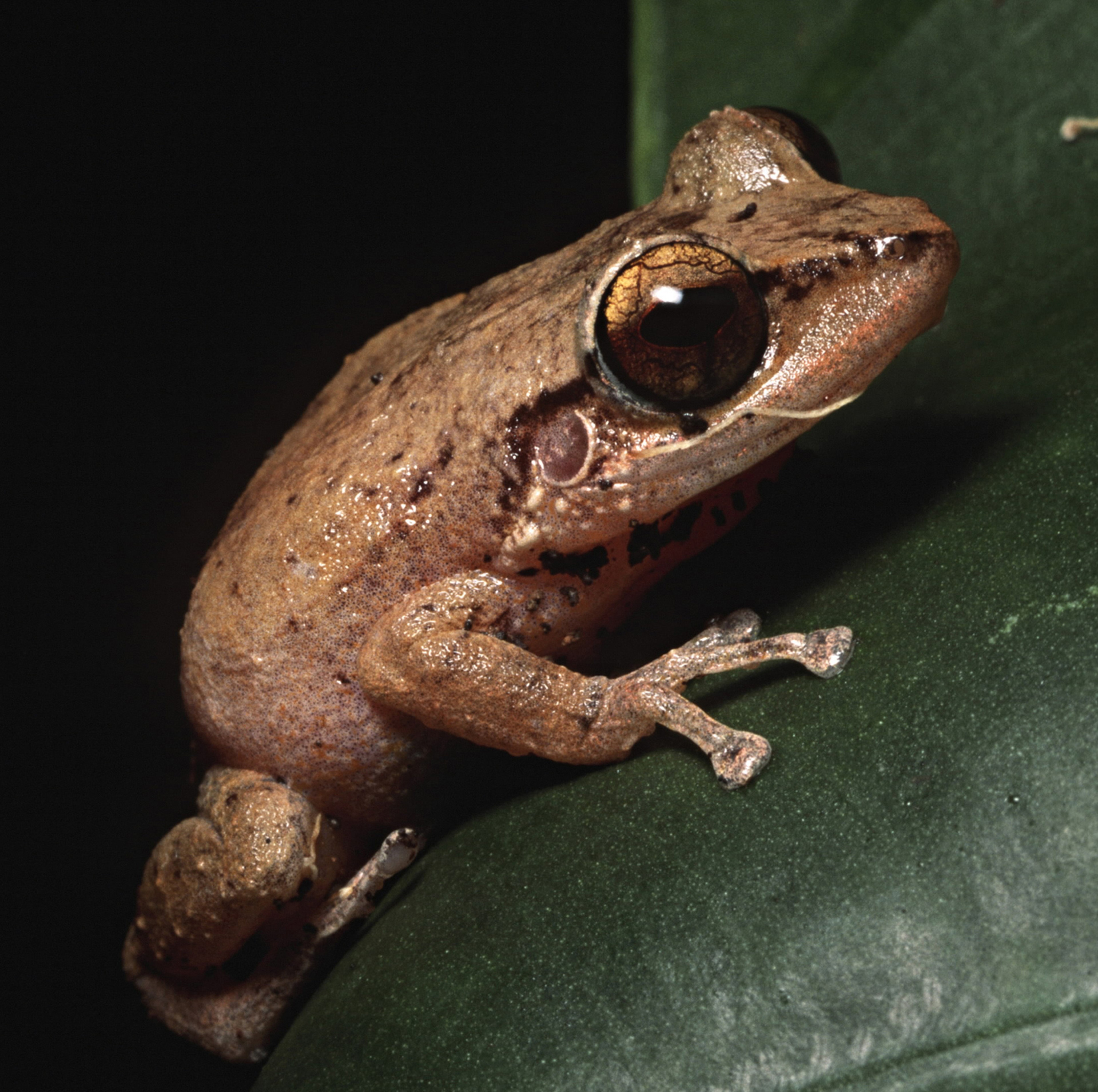 Coquí frog/Getty Images