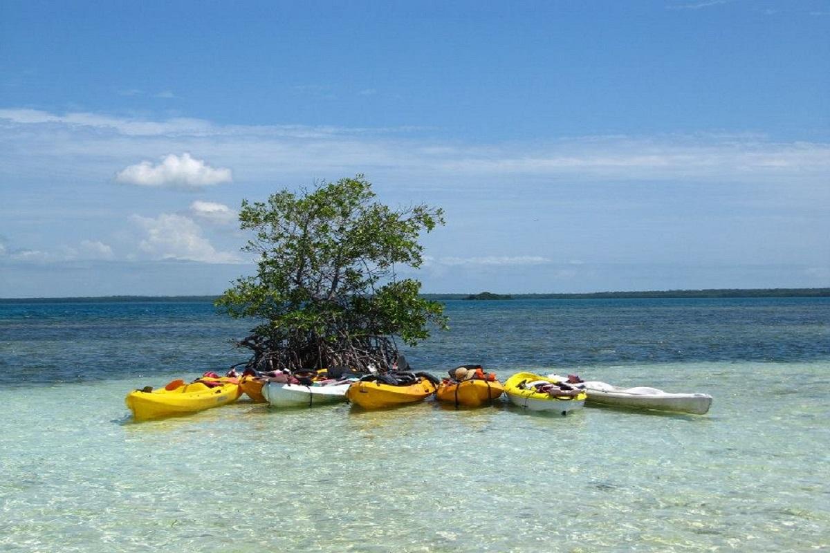 Kayaking in the Mangrove Forest