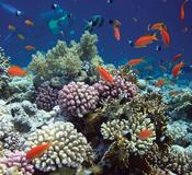 Whitsundays (Hardy Reef)