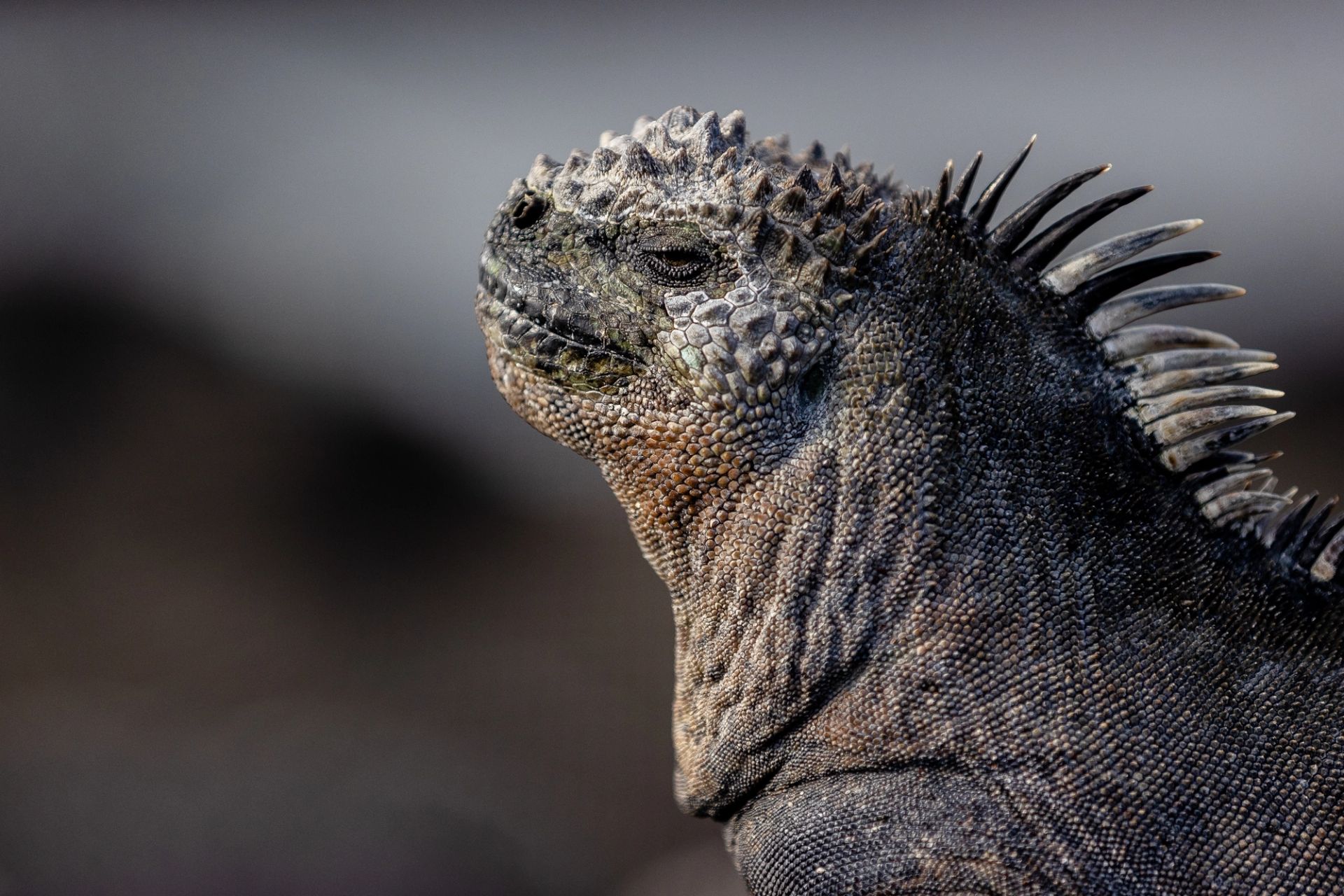 San Cristóbal, Galápagos à San Cristóbal, Galápagos