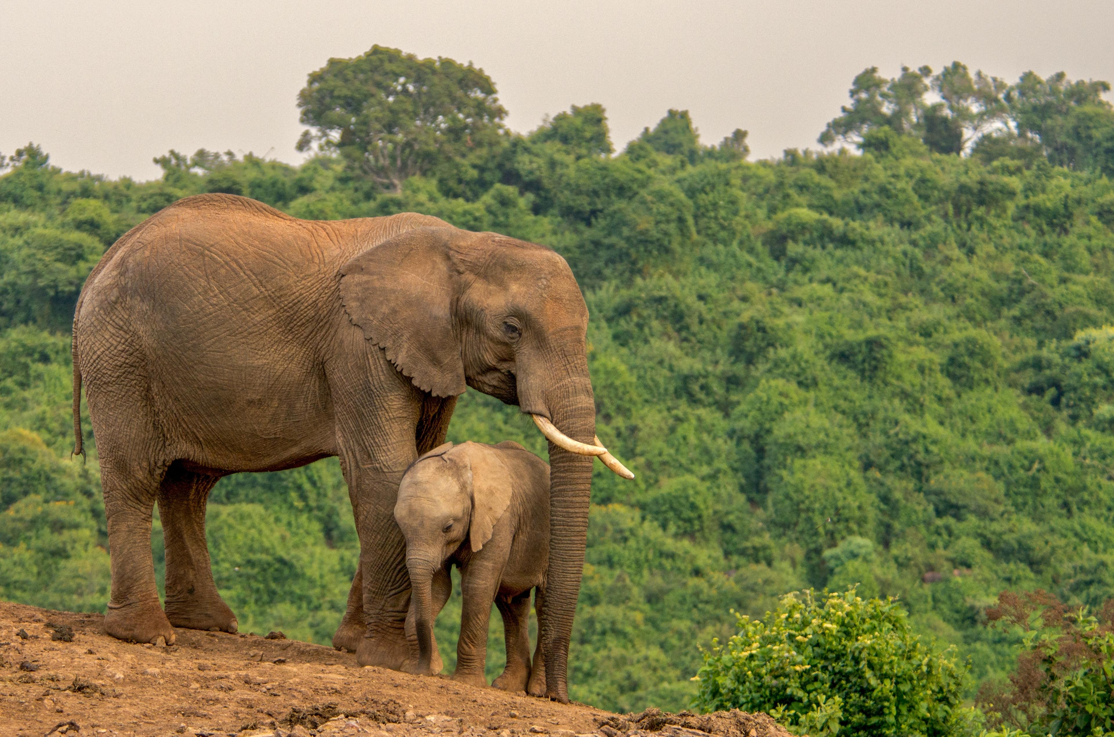 Hear the call of the wild