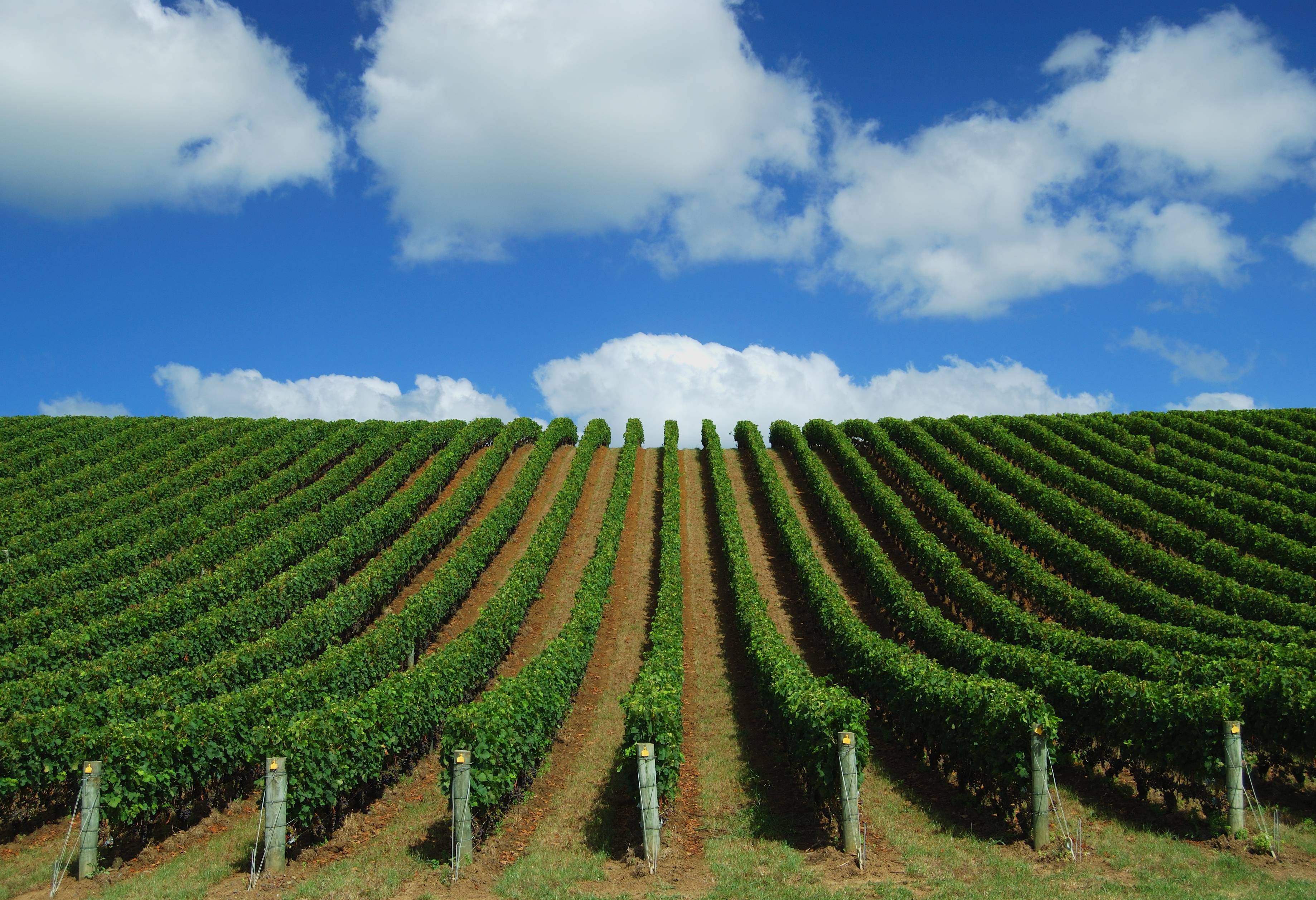 Vignobles de campagne