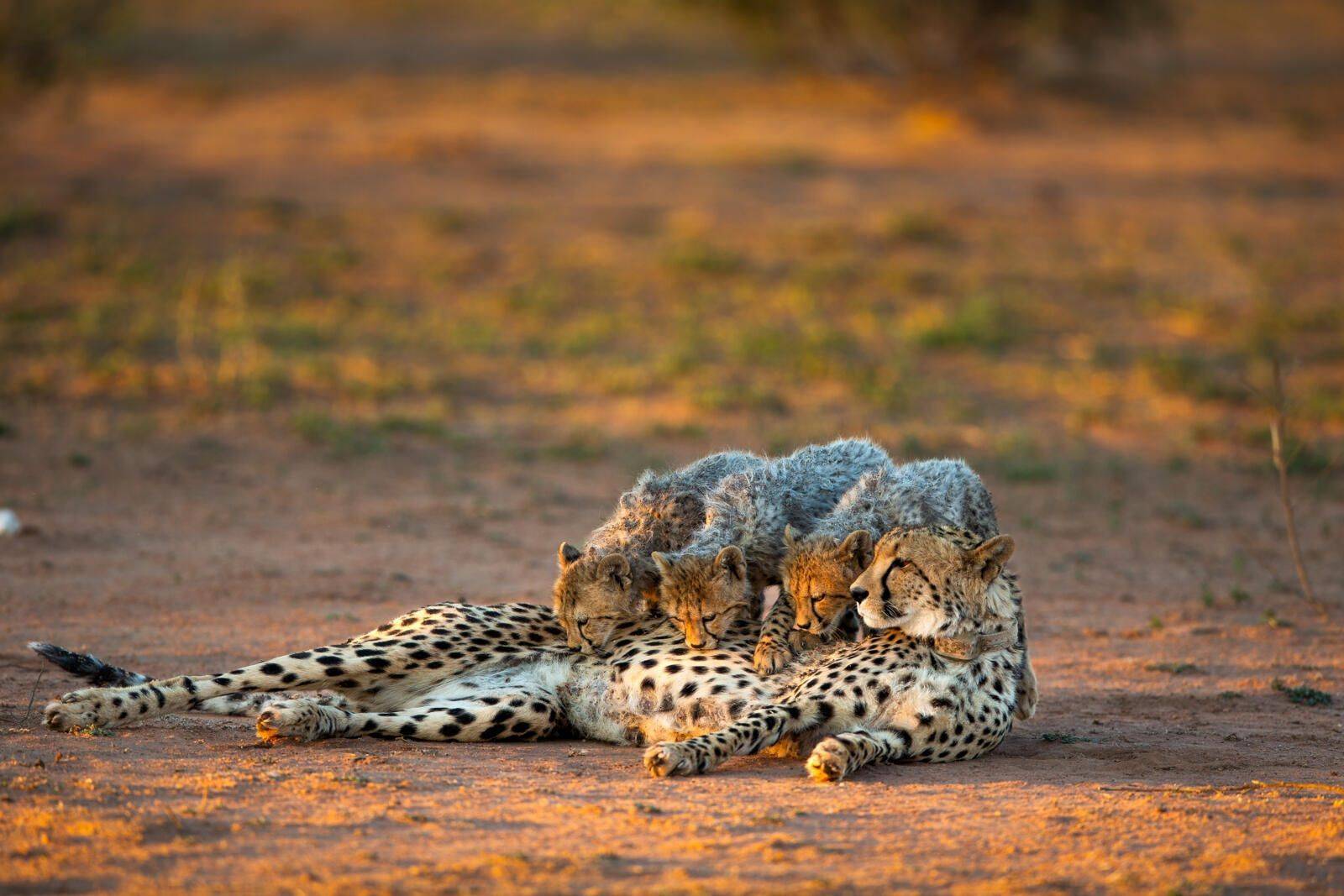 Safari de luxe à la rencontre des « Big Five »