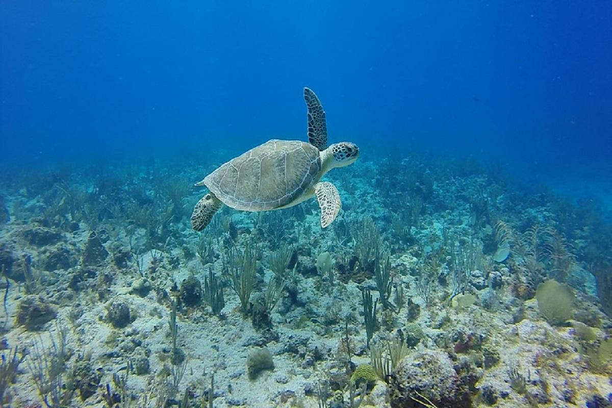 Sailing to Paradise Reef, Snorkeling and Exploring Beaches