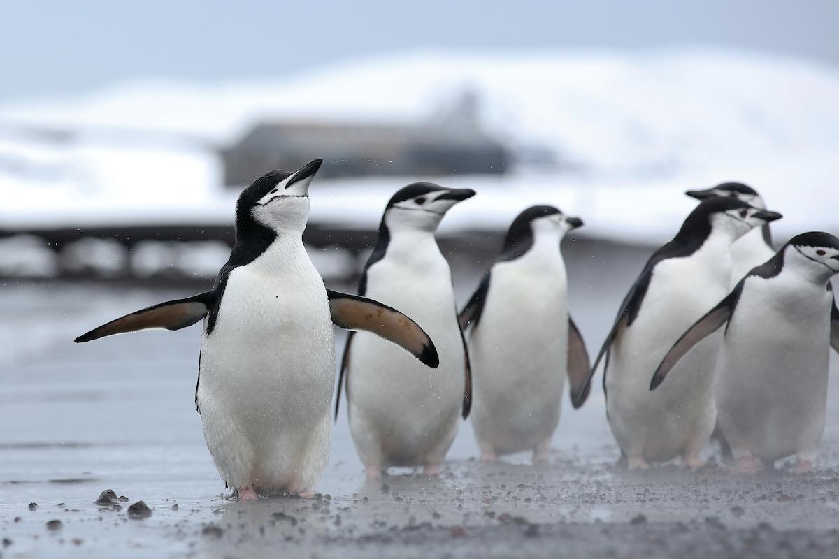 Zodiac Cruise with Silversea Expedition team