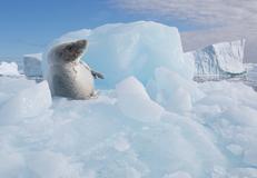 Antarctic Peninsula
