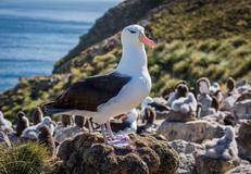 West Point Island, Falkland Islands