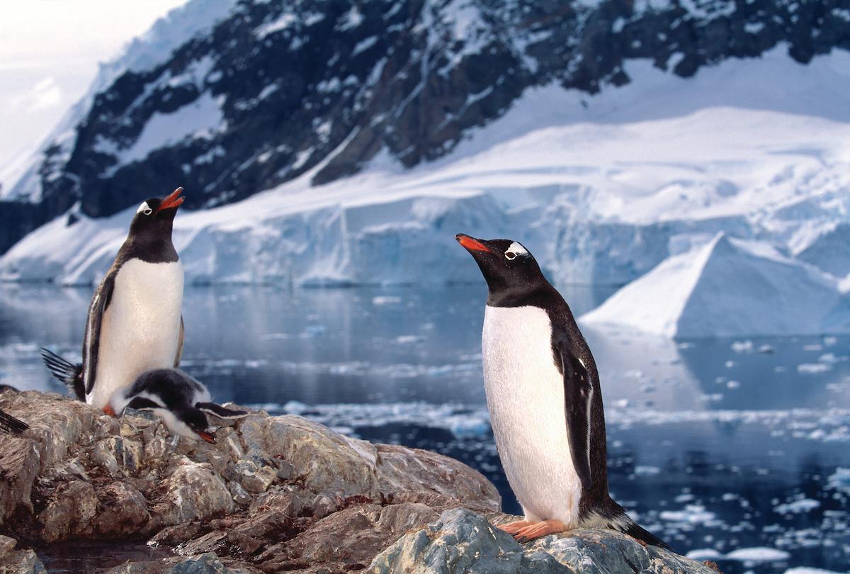 Zodiac Cruise with Silversea Expedition team